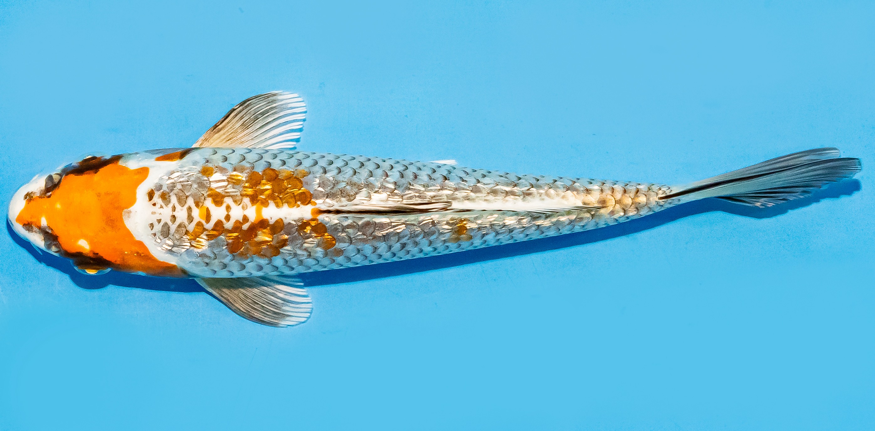 Koi 17-20cm Nr. 7150