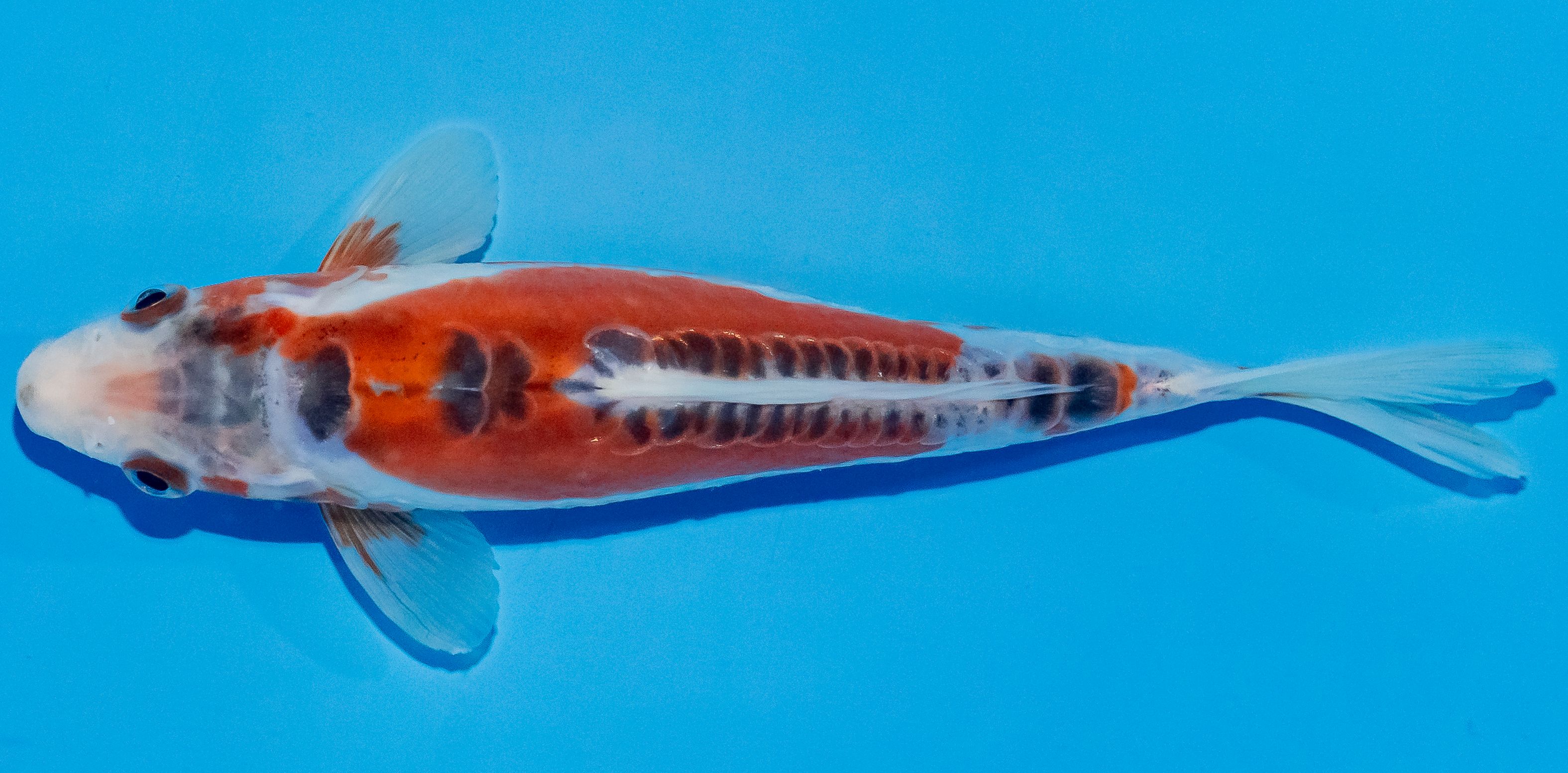 Koi 17-20cm Nr. 2127