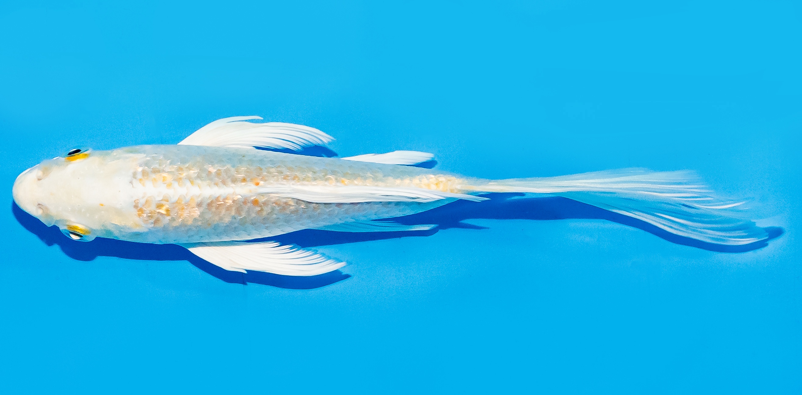 Butterfly Koi 17-20cm Nr. 6960