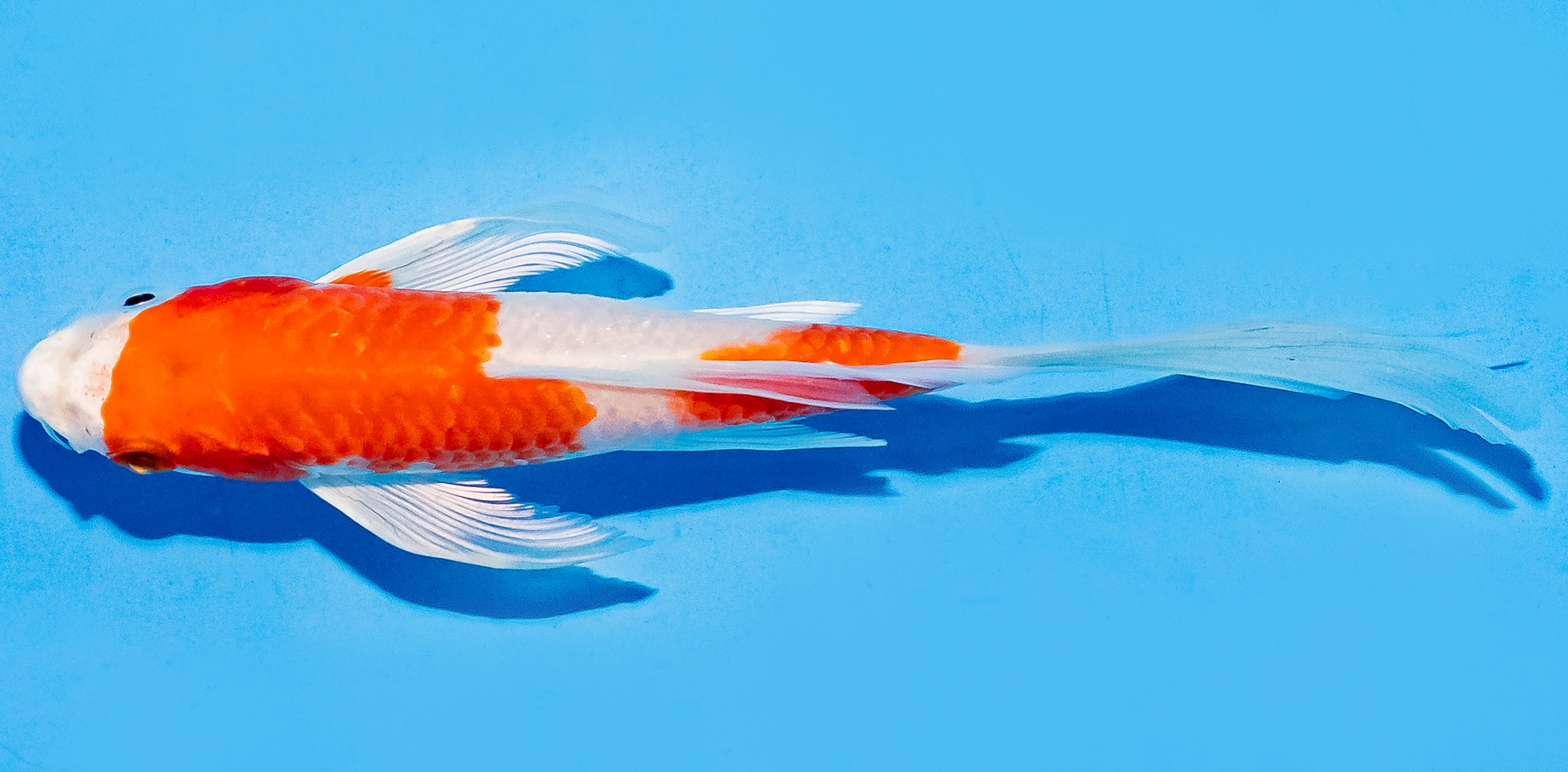 Butterfly Koi 14-17cm Nr. 5781