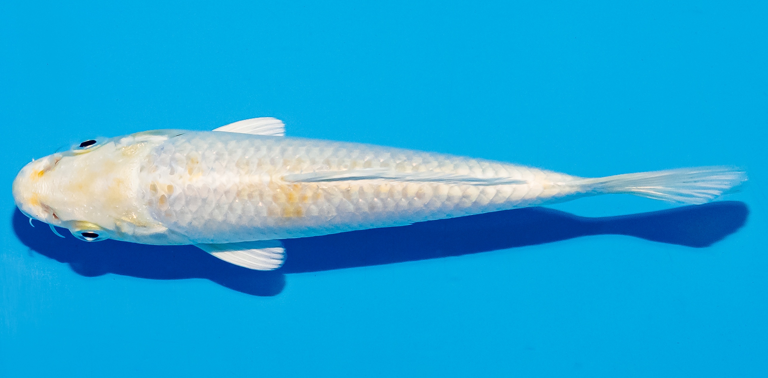 Koi 14-17cm Nr. 4737