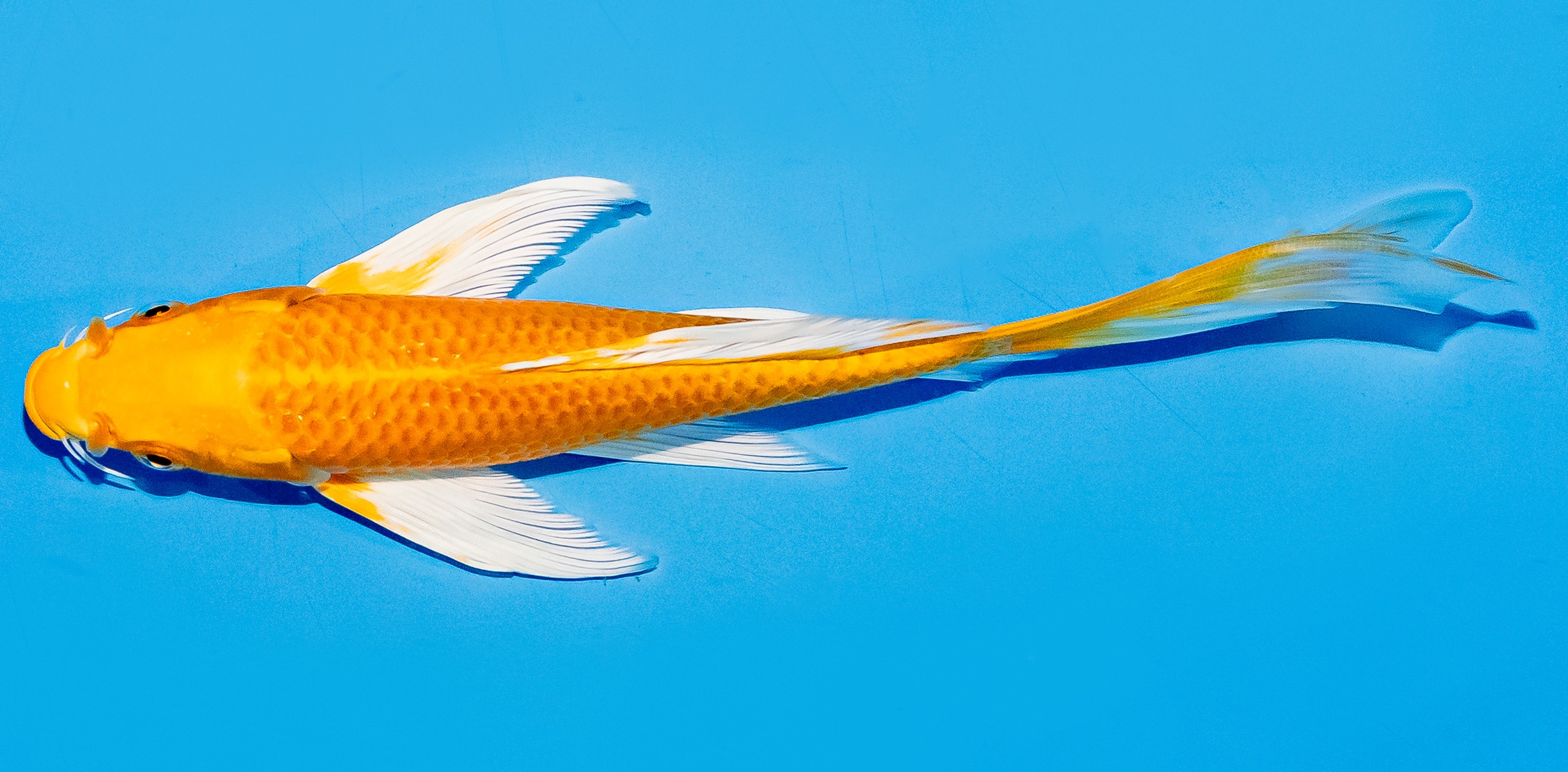 Butterfly Koi 20-25cm Nr. 5511