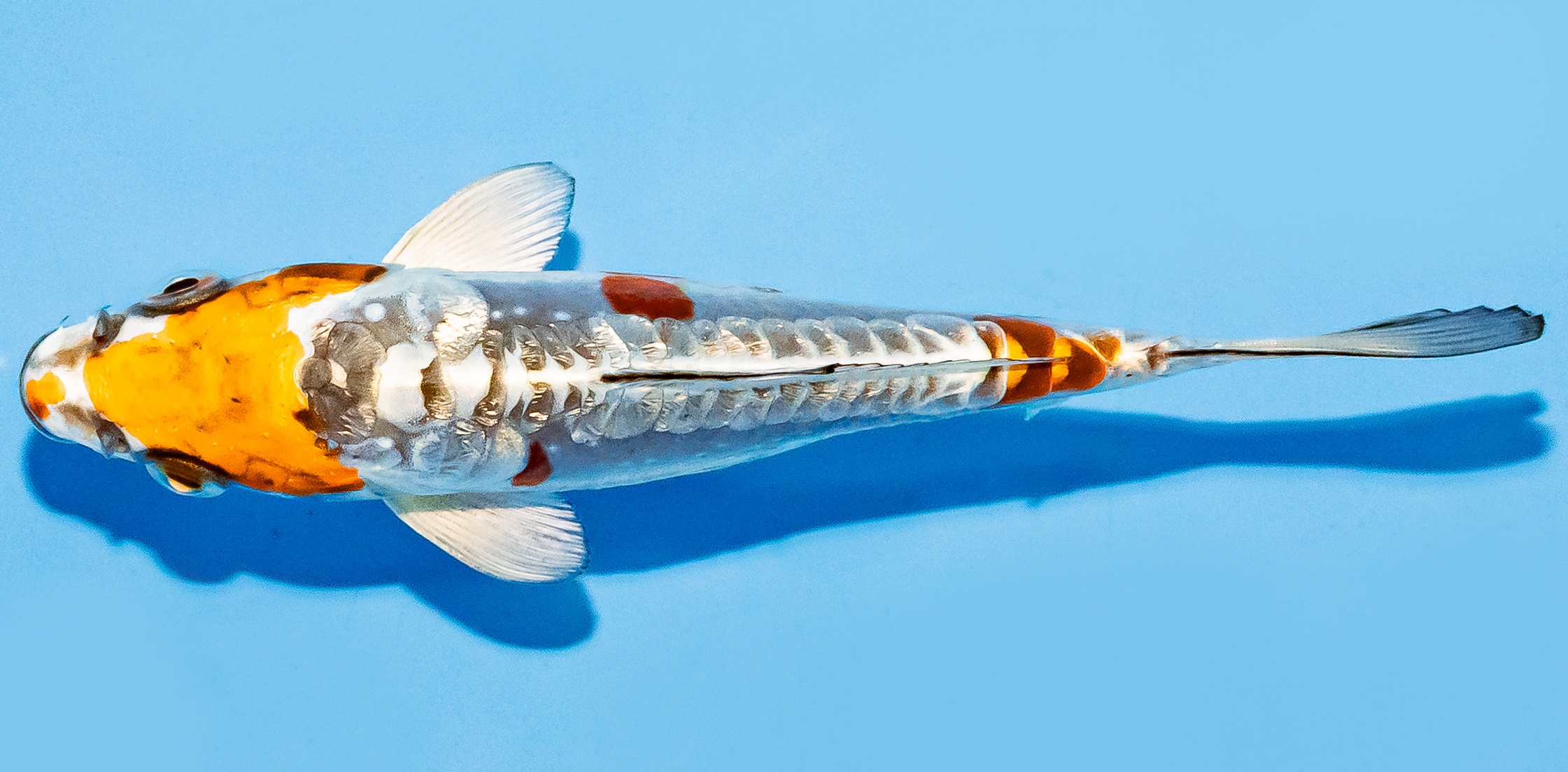 Koi 14-17cm Nr. 7031
