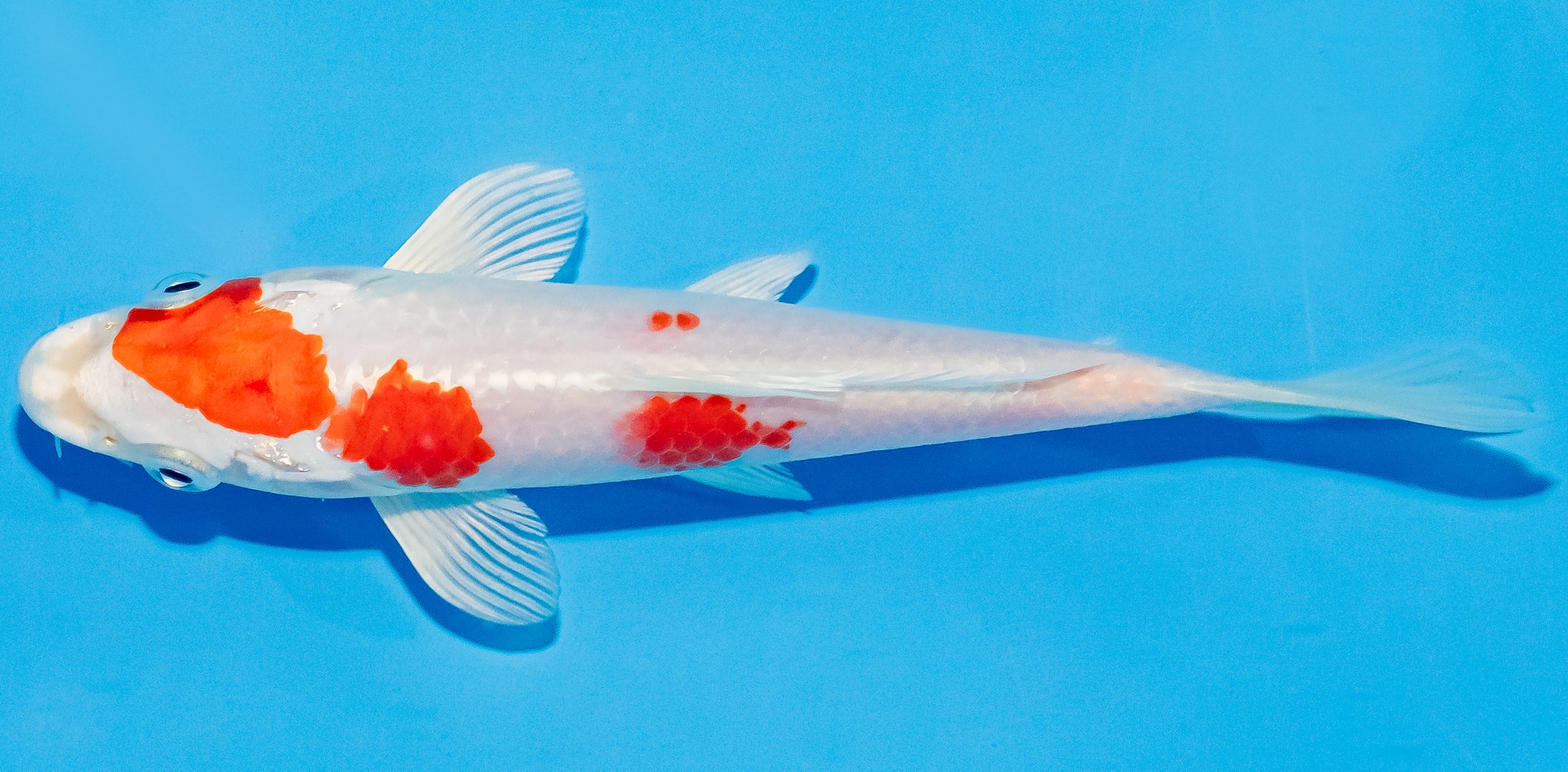 Koi 14-17cm Nr. 3046
