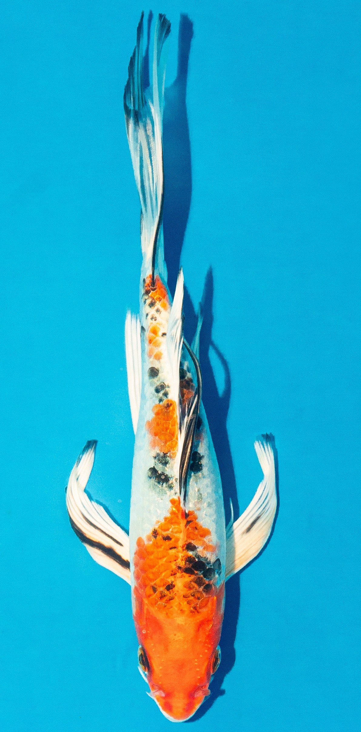 Butterfly Koi 20-25cm Nr. 4268