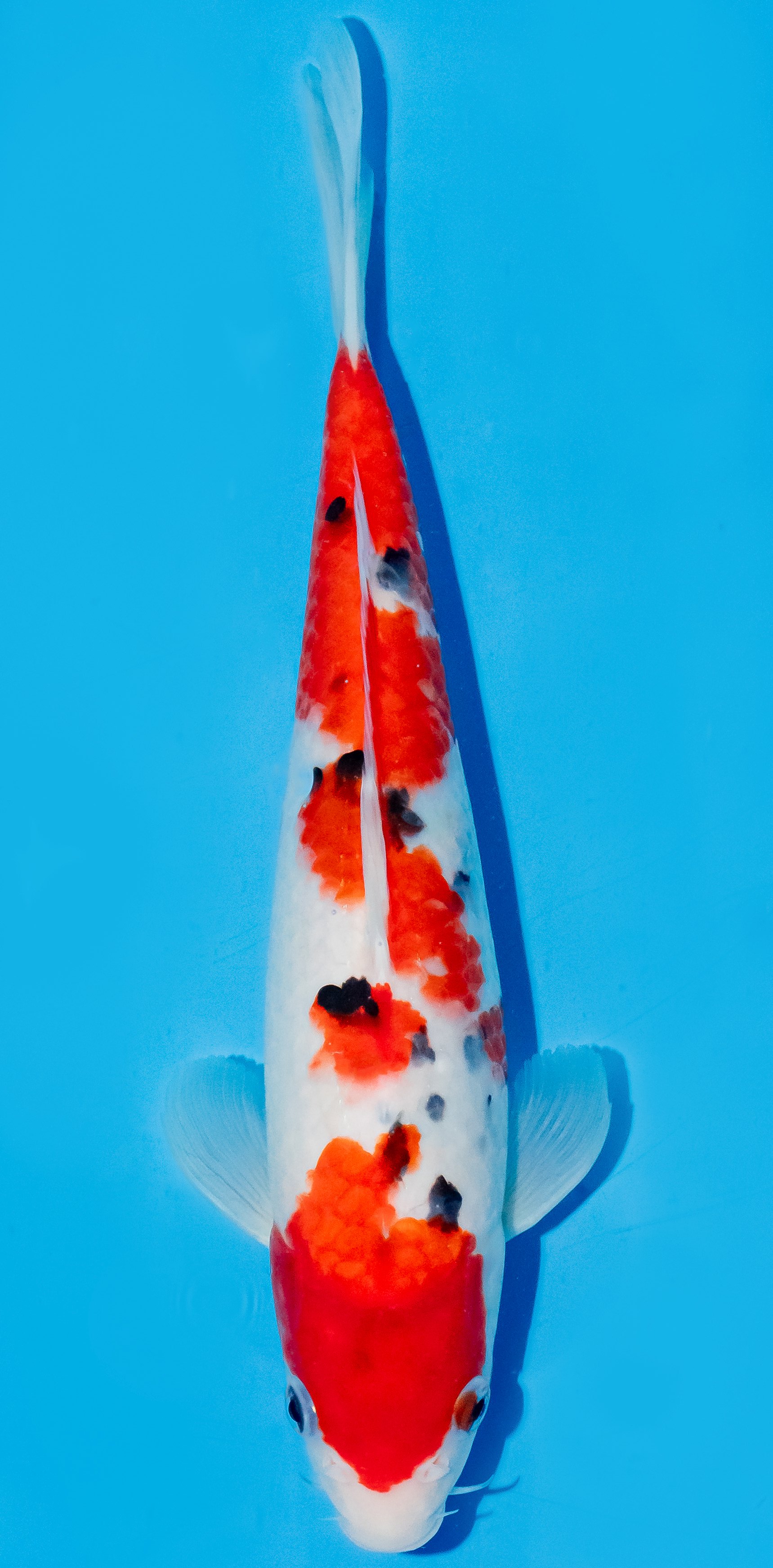 Koi 25-30cm Nr. 6247