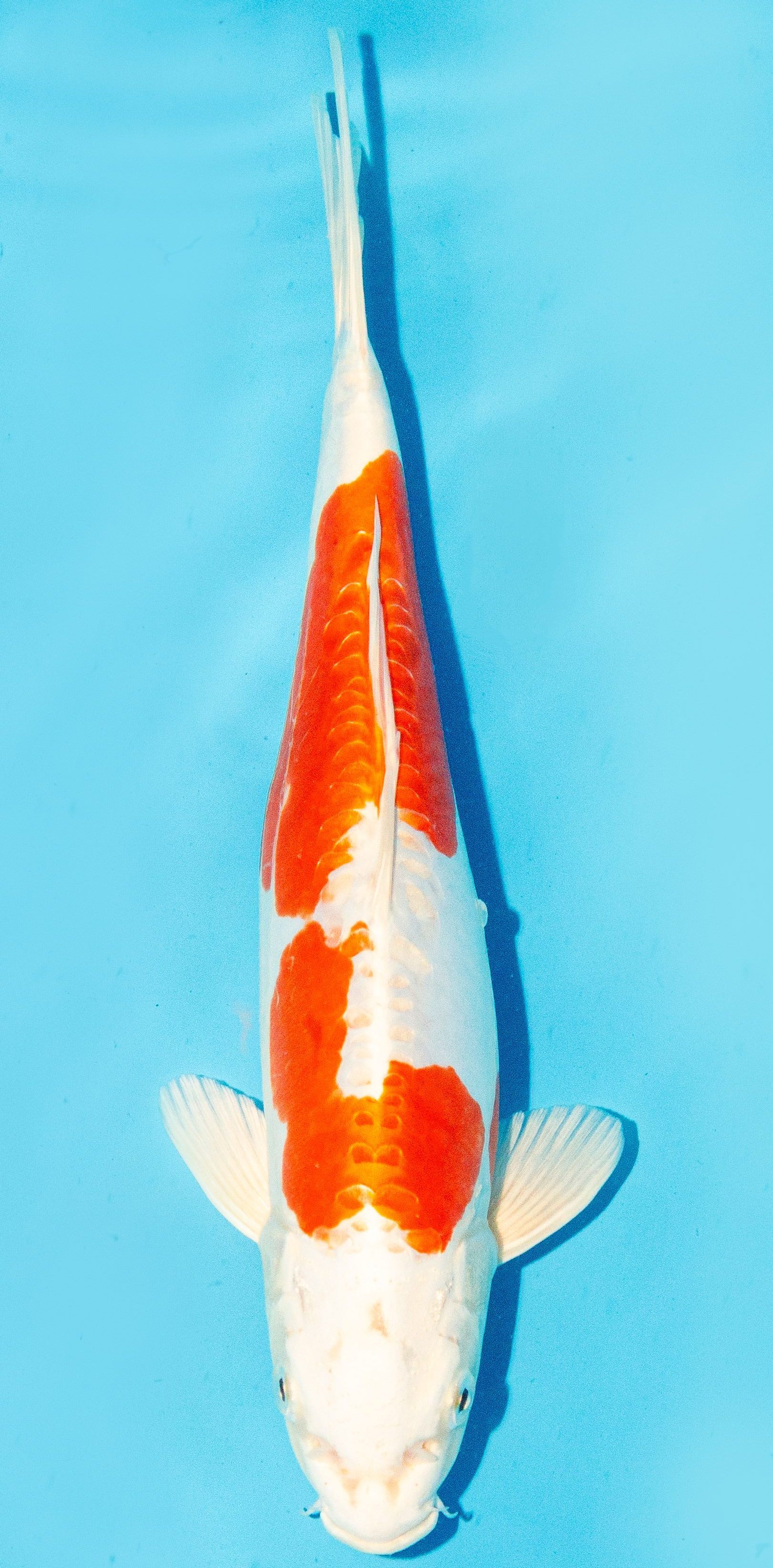 Koi 30-35cm Nr. 1014