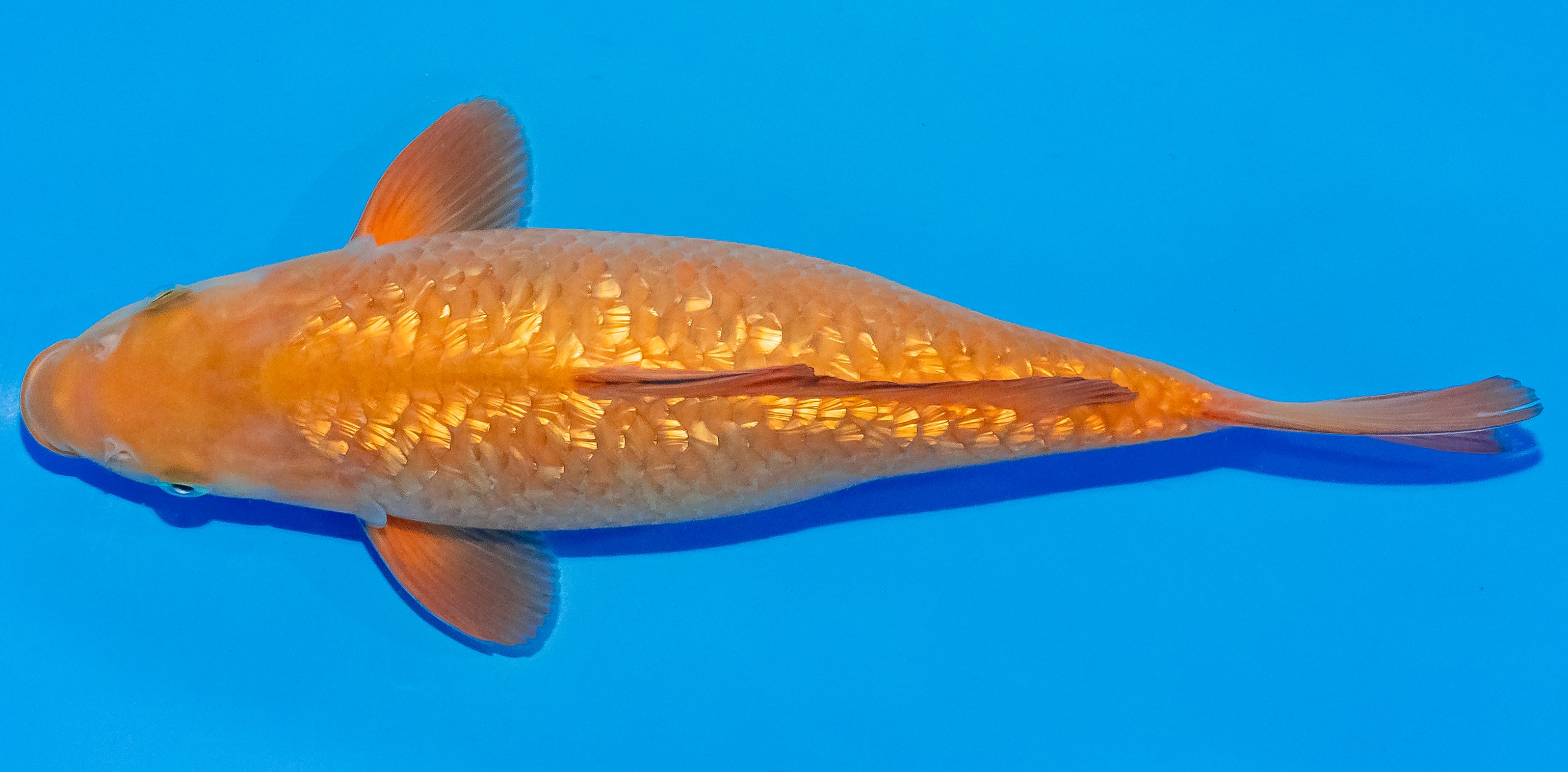 Koi 30-35cm Nr. 3721