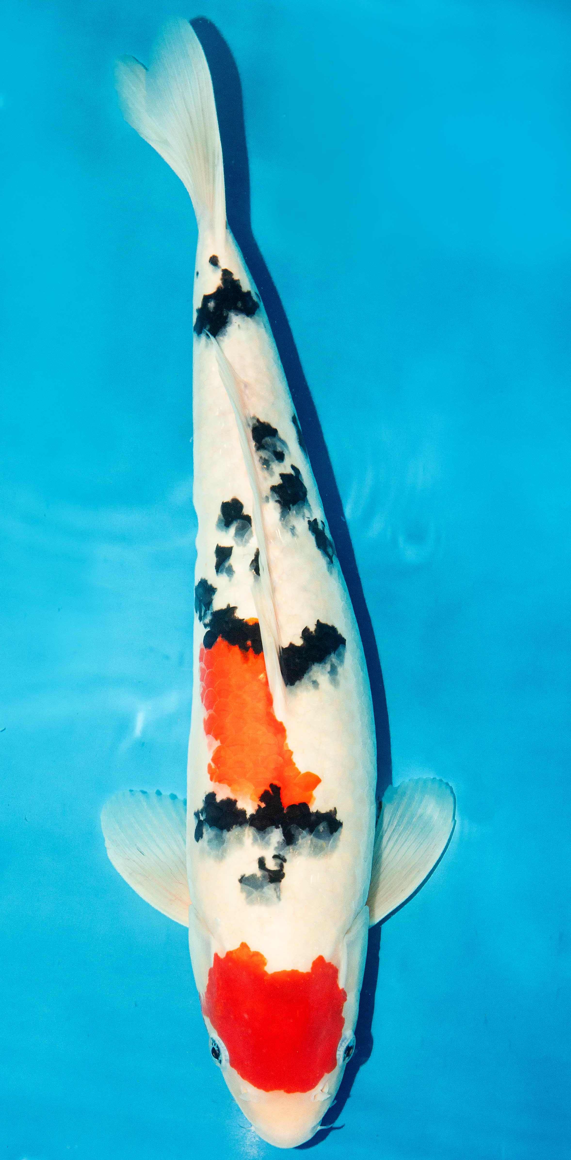 Koi 40-45cm Nr. 3435