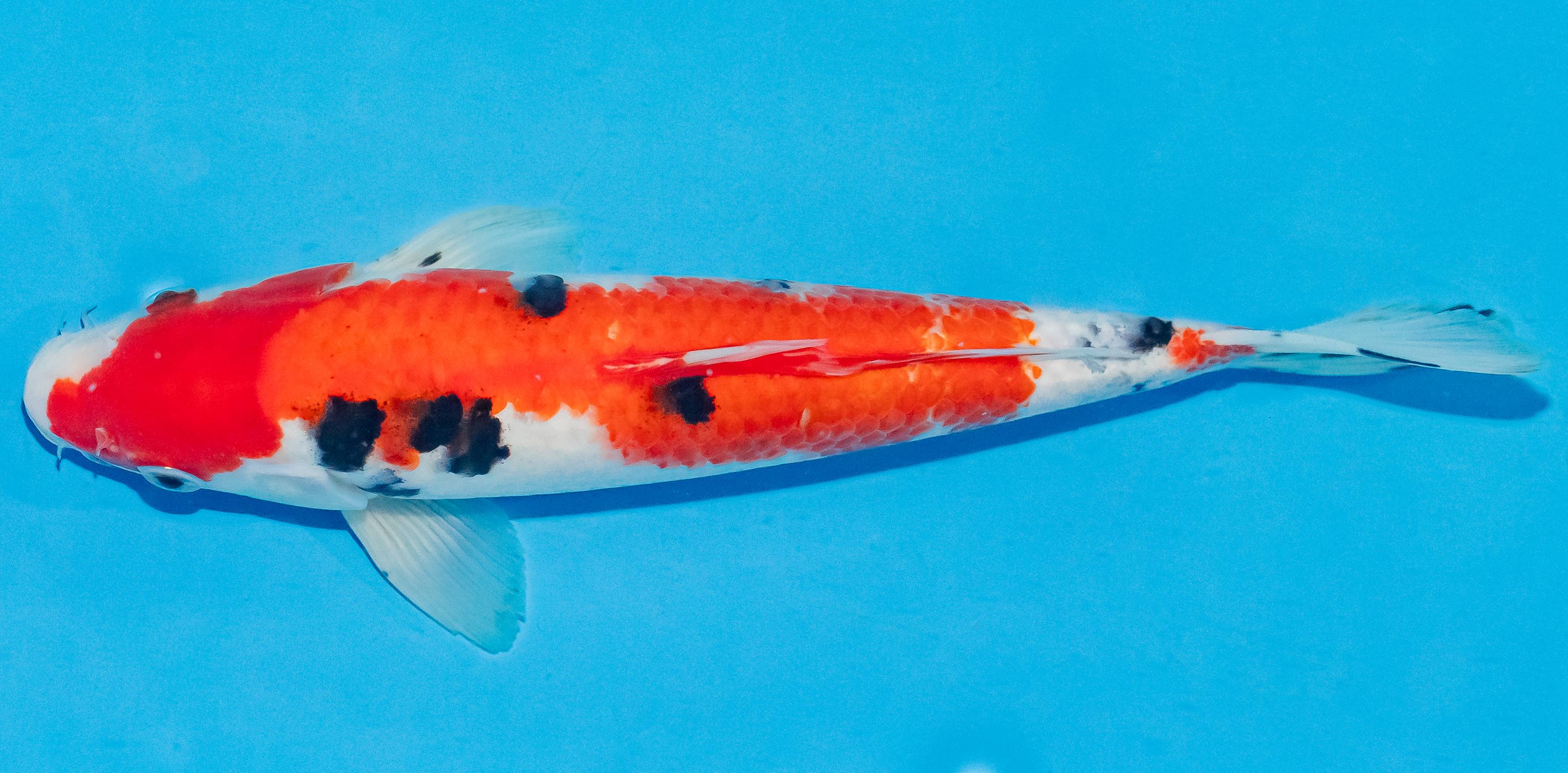 Koi 25-30cm Nr. 4218