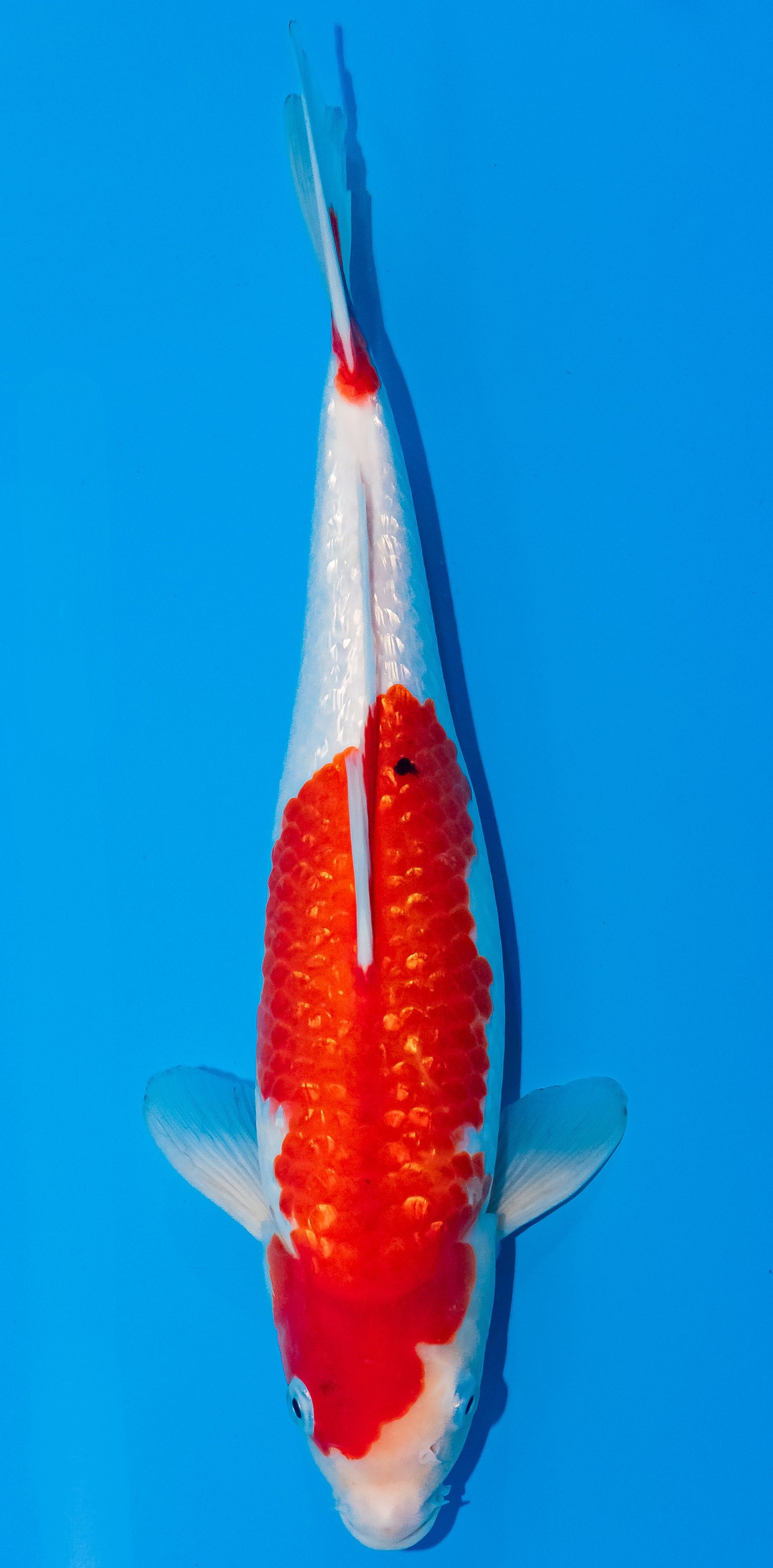 Koi 30-35cm Nr. 1024