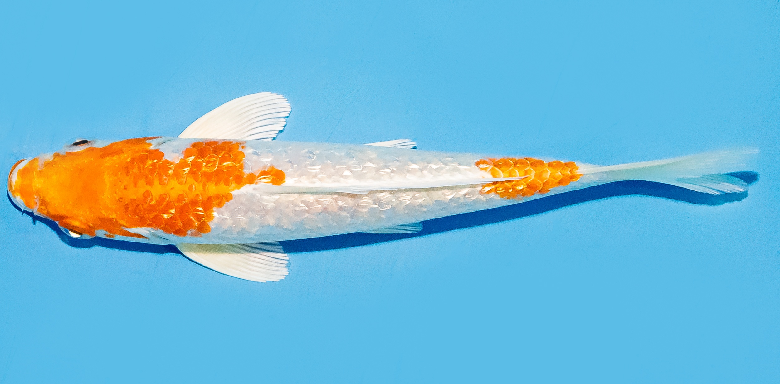 Koi 17-20cm Nr. 7786