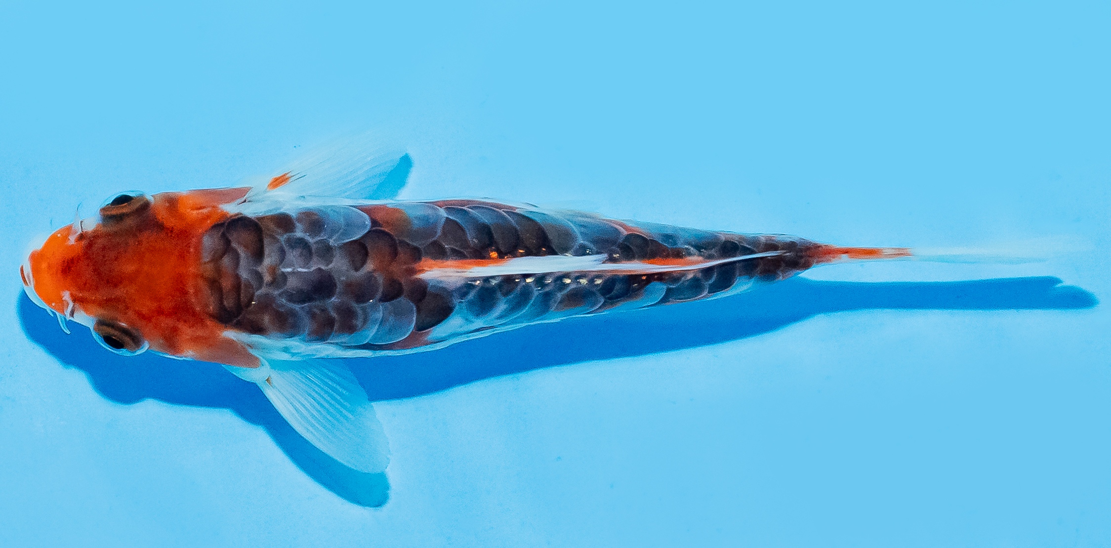 Koi 14-17cm Nr. 7038
