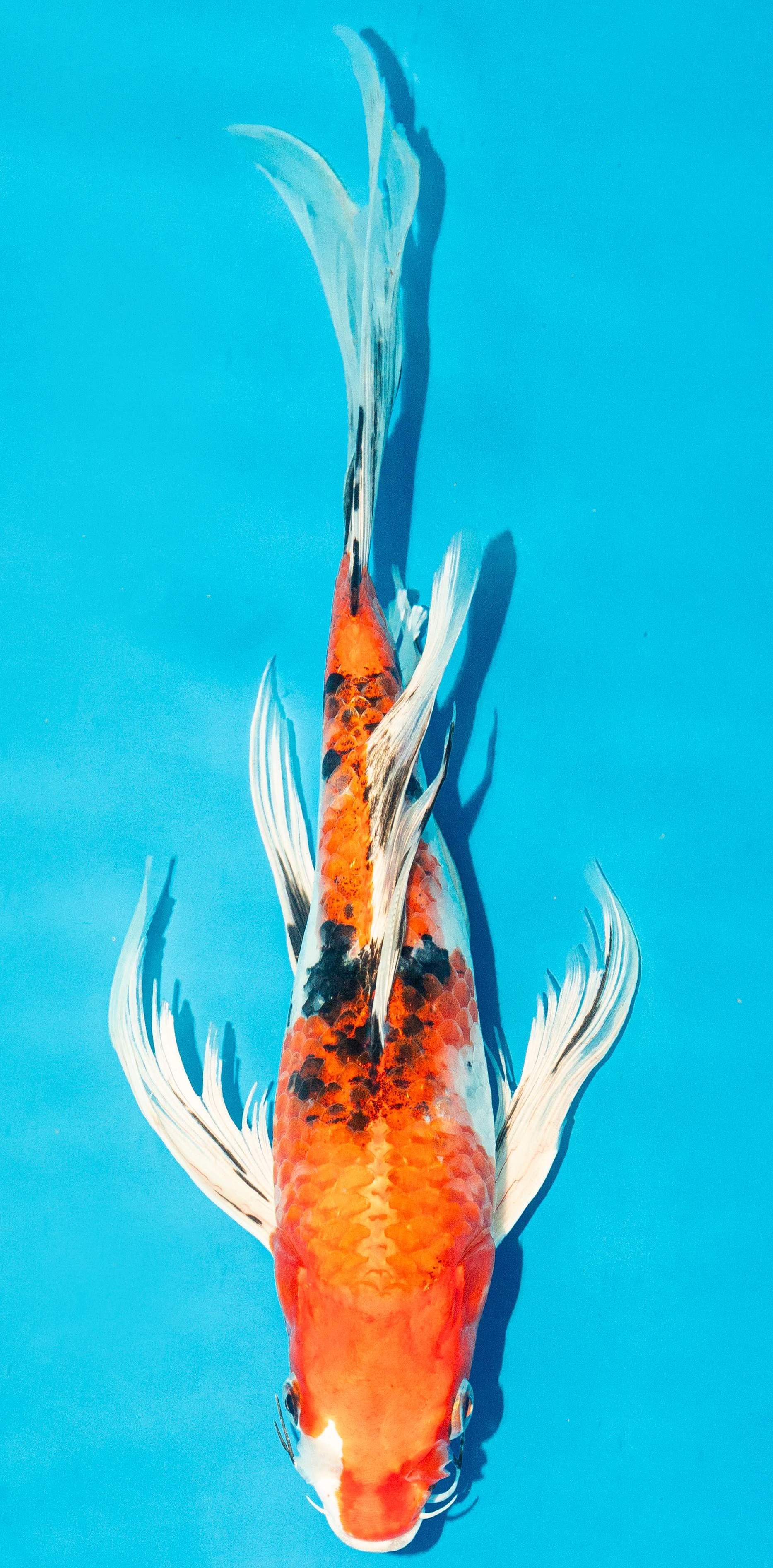 Butterfly Koi 35-40cm Nr. 4501