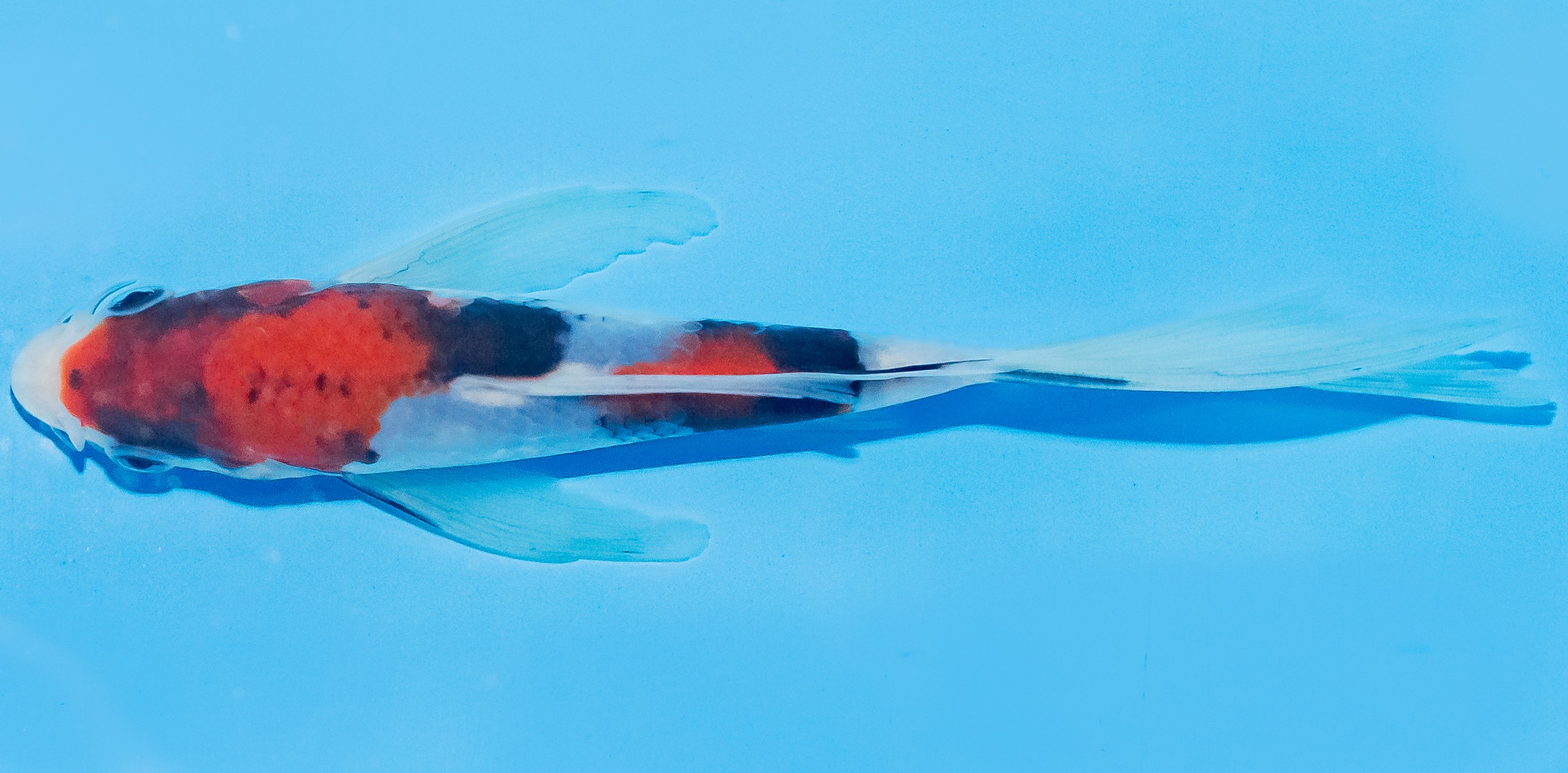 Butterfly Koi 14-17cm Nr. 3738