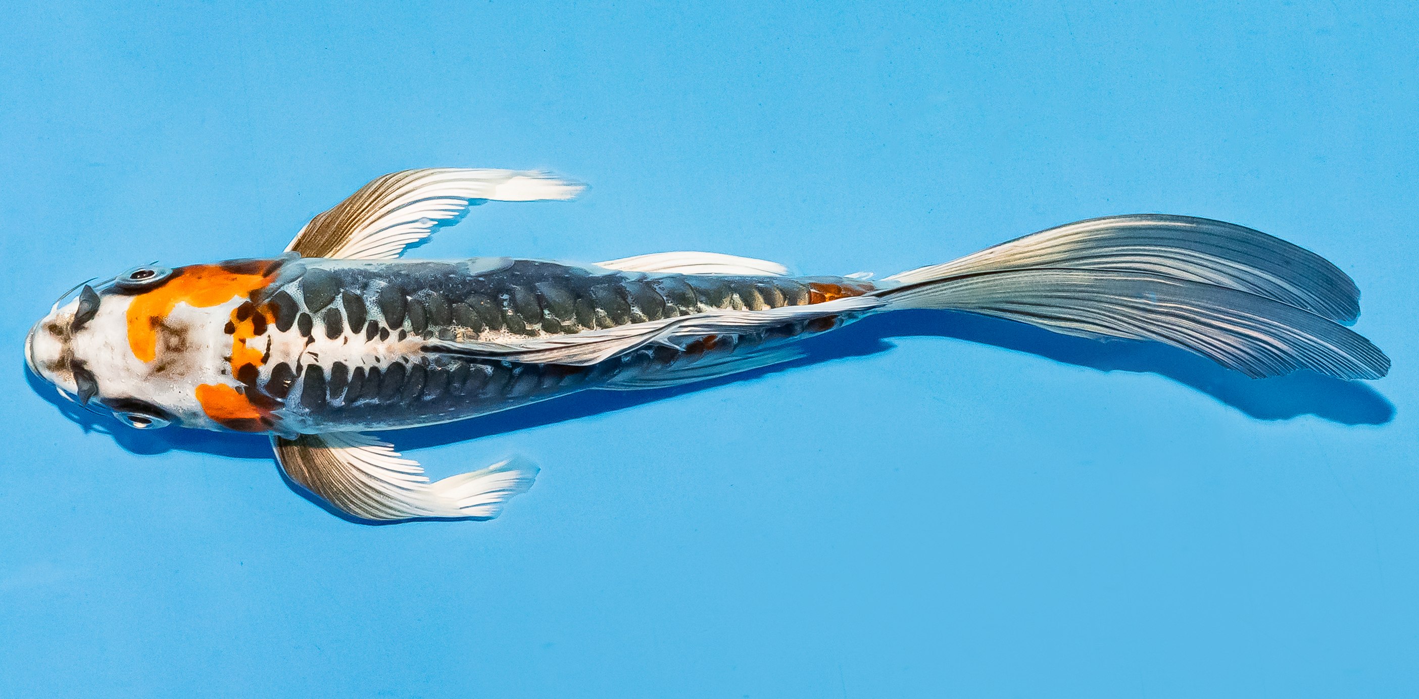 Butterfly Koi 17-20cm Nr. 5908