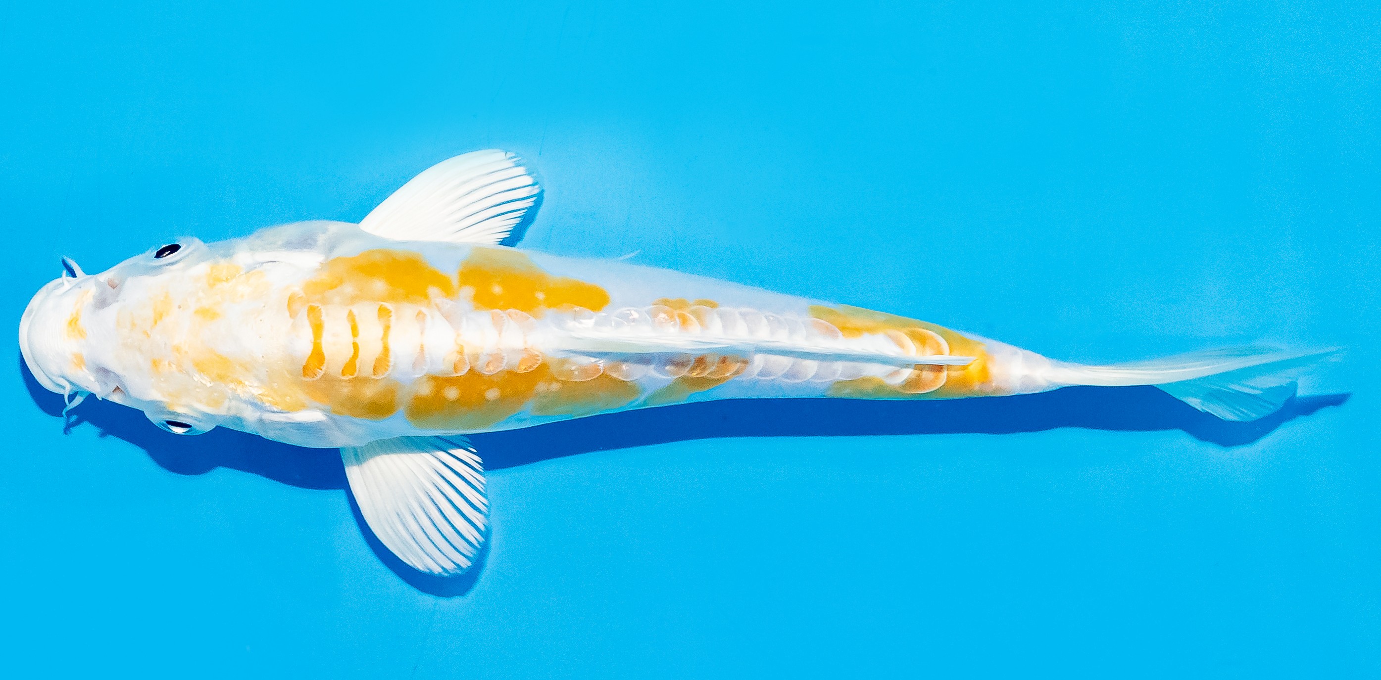 Koi 17-20cm Nr. 7814