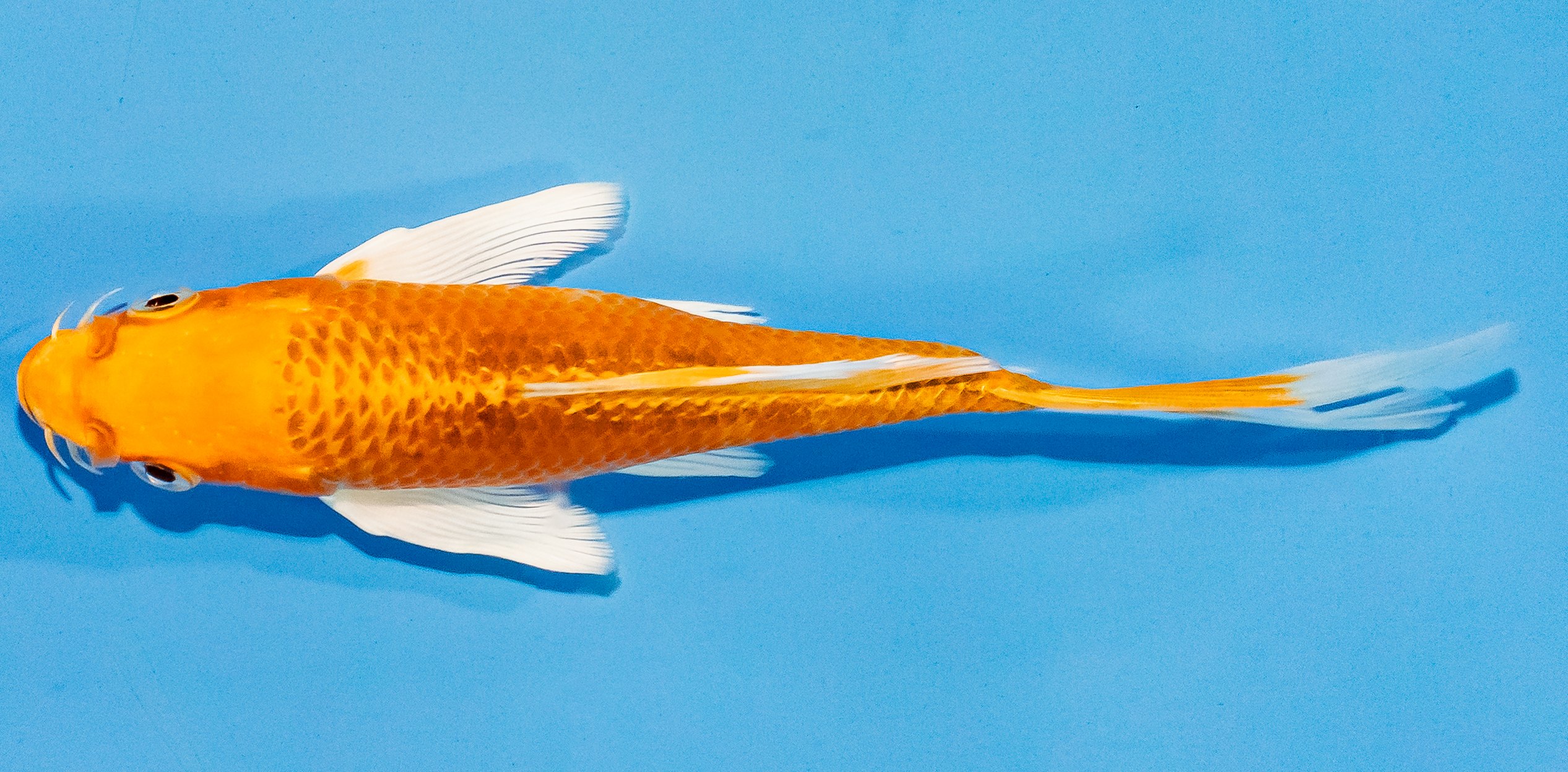 Butterfly Koi 14-17cm Nr. 3774