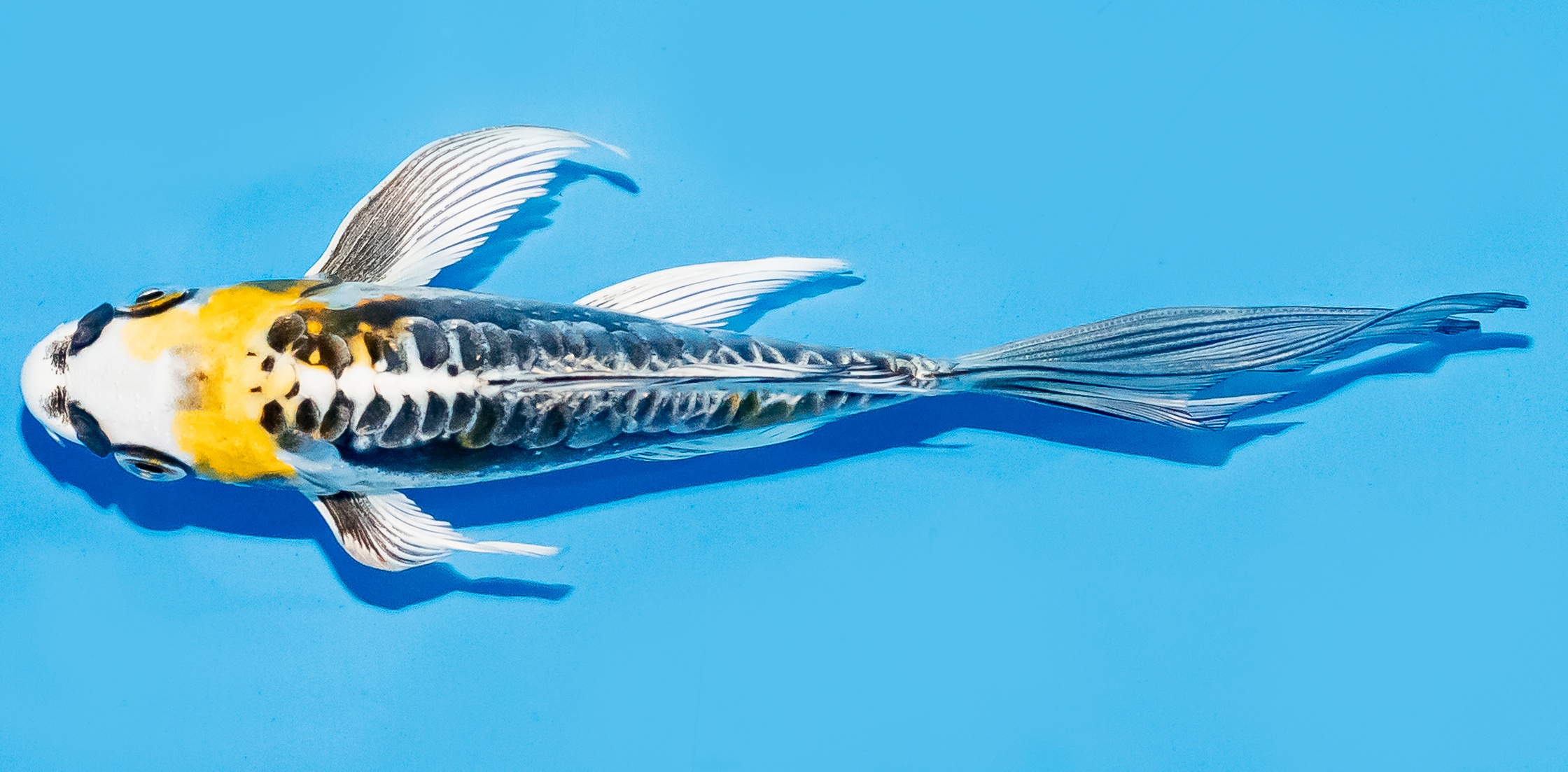 Butterfly Koi 14-17cm Nr. 7452