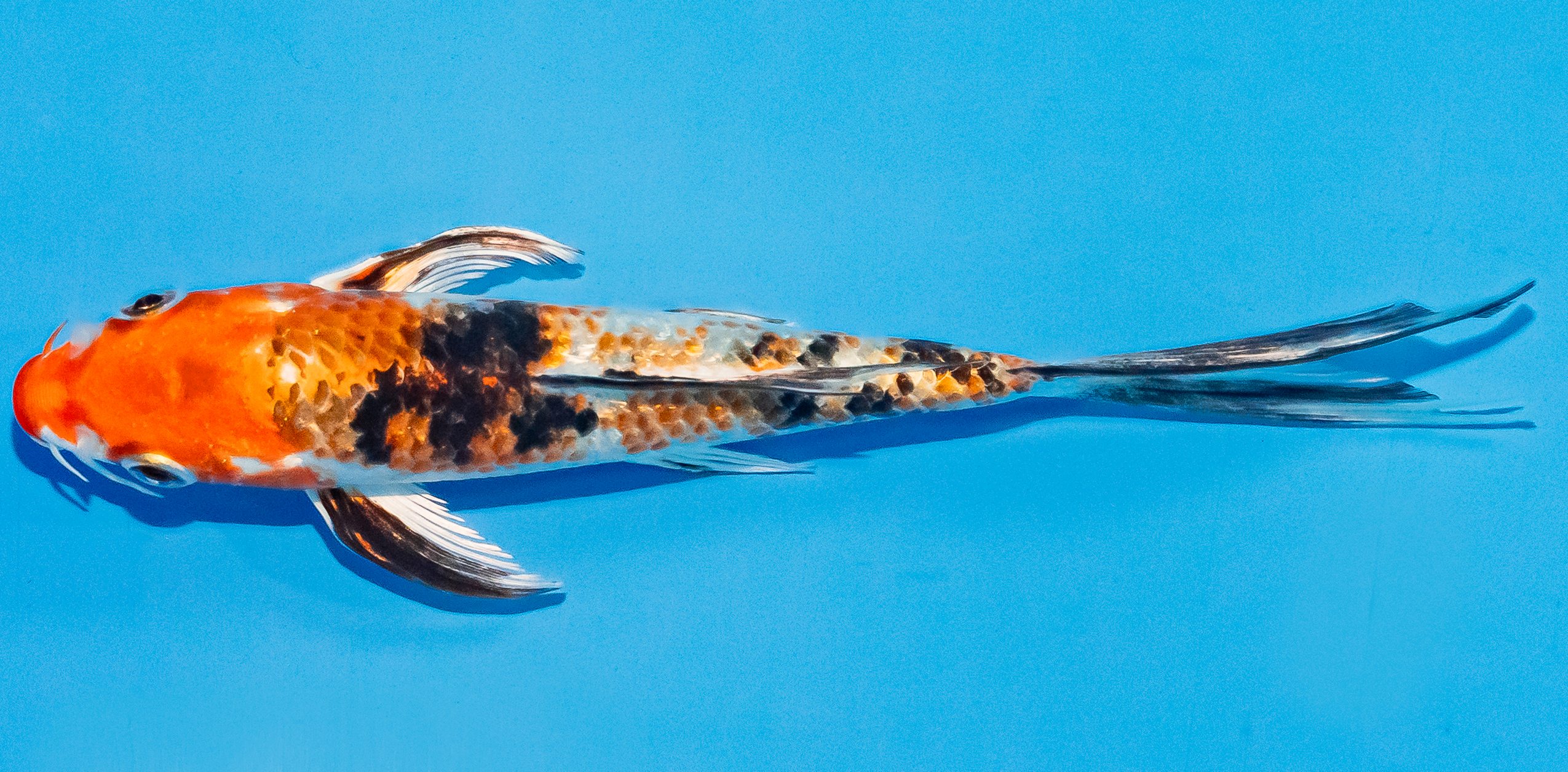 Butterfly Koi 14-17cm Nr. 3767