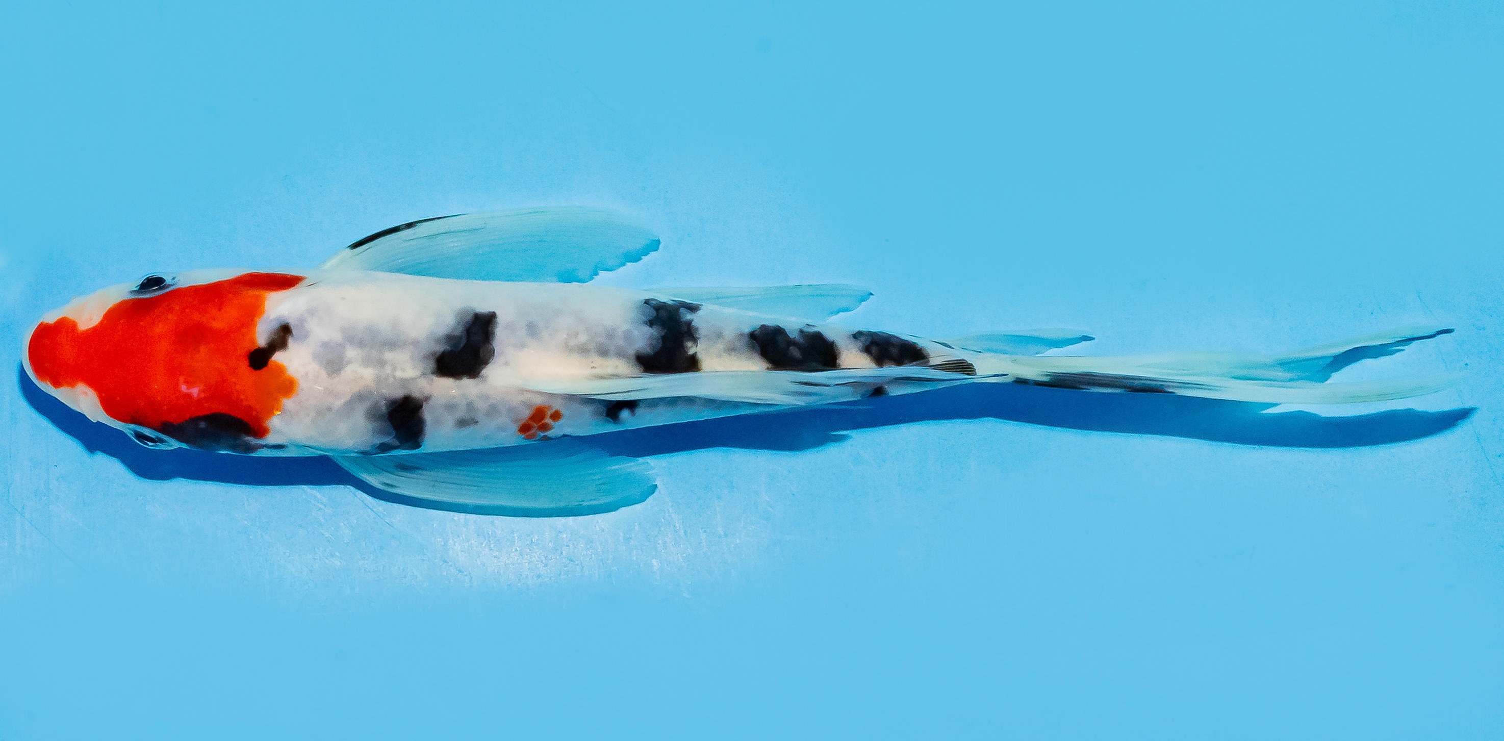 Butterfly Koi 17-20cm Nr. 5961