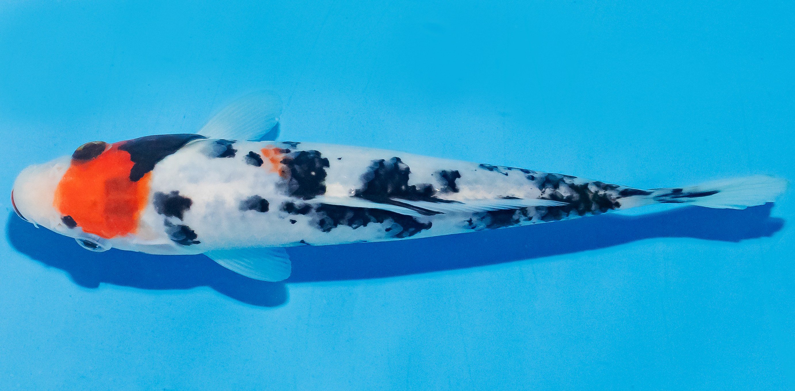 Koi 17-20cm Nr. 4538