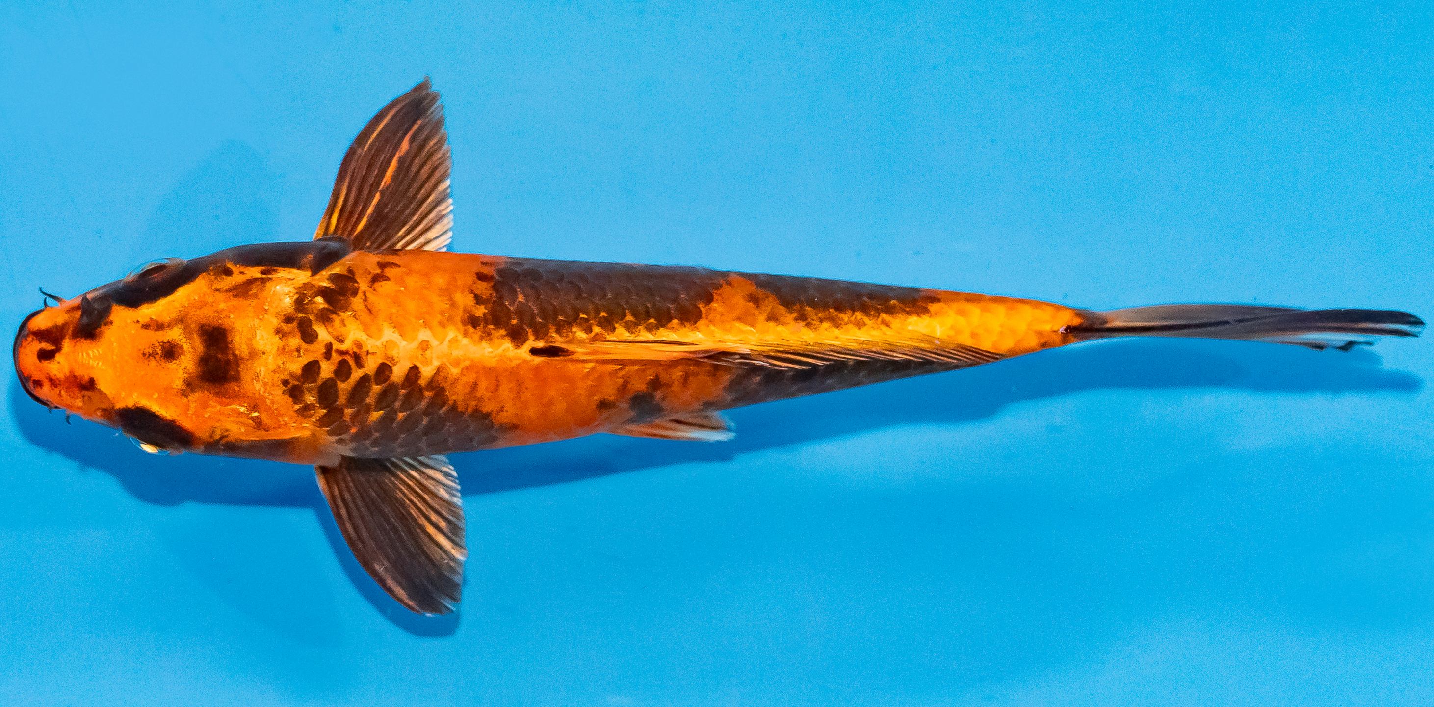 Koi 17-20cm Nr. 3370