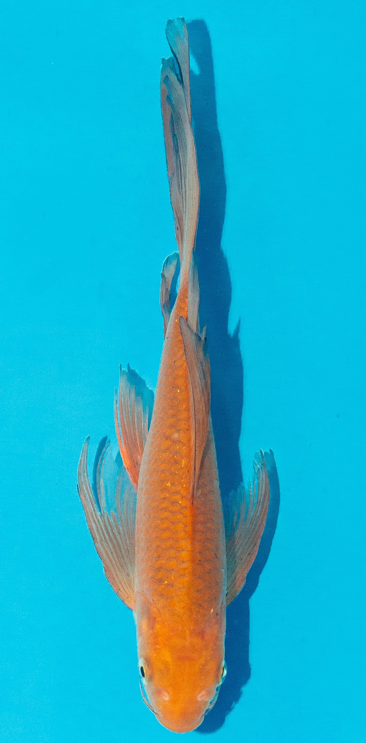 Butterfly Koi 20-25cm Nr. 4339