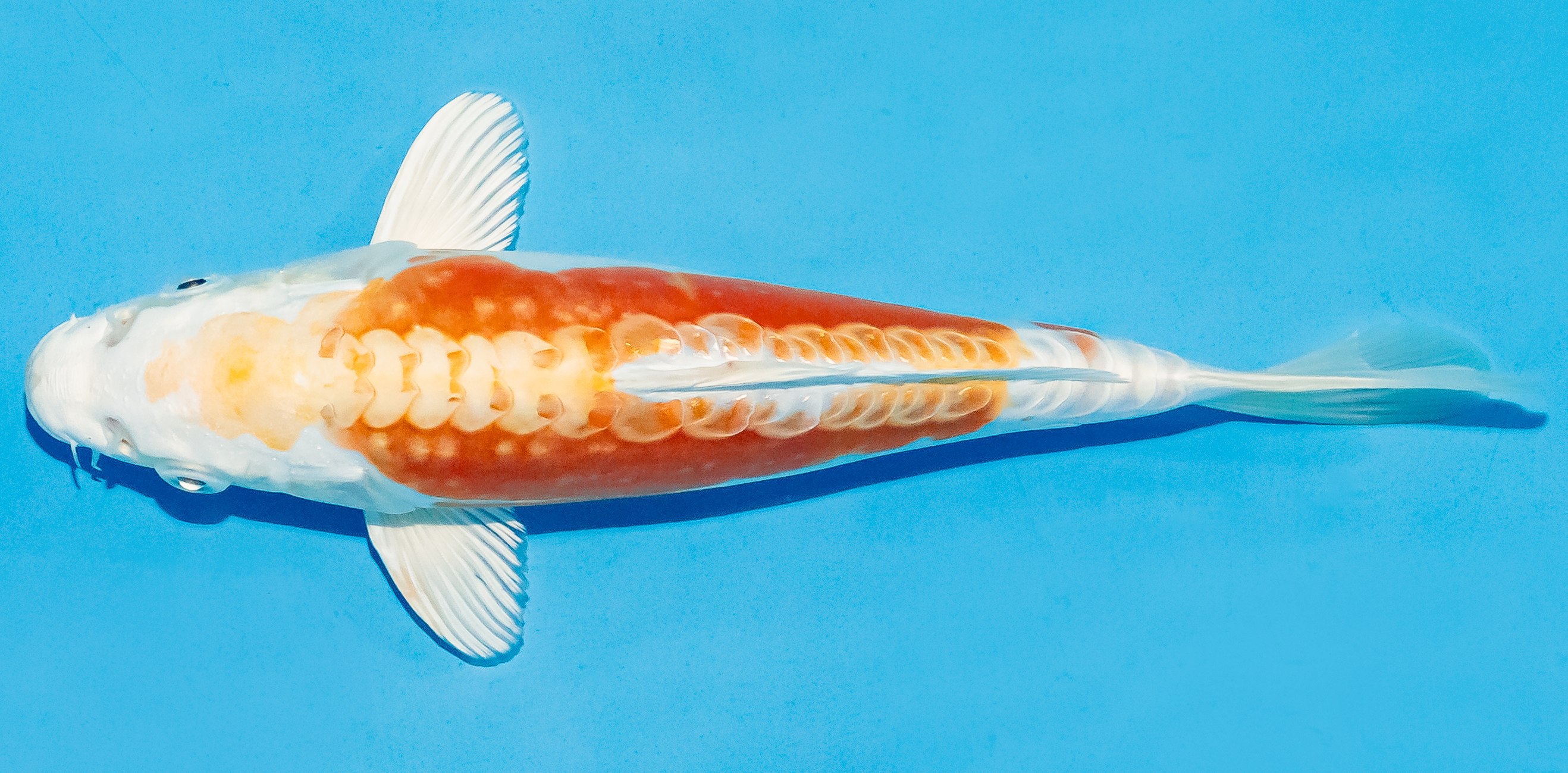 Koi 20-25cm Nr. 6001