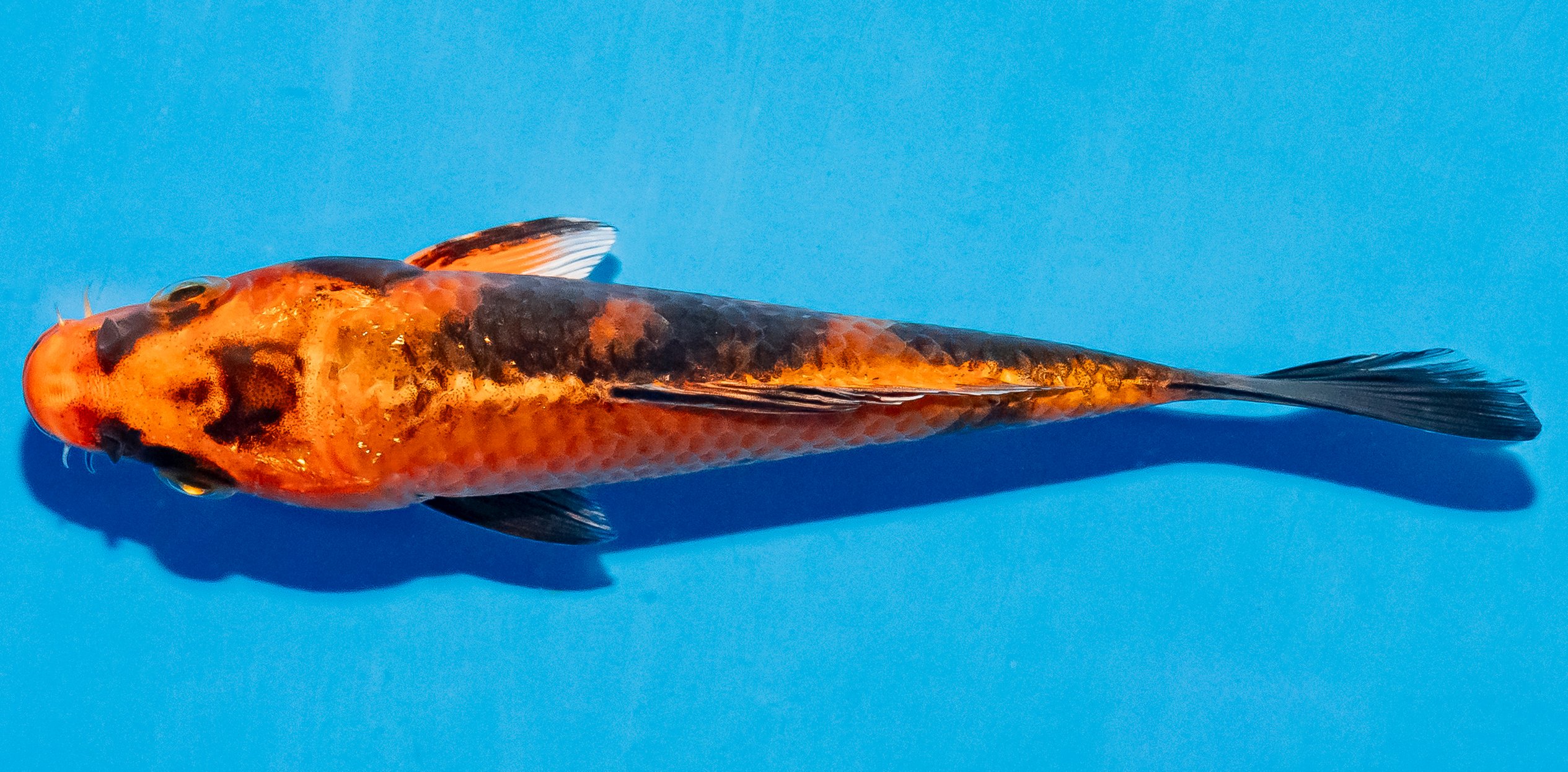 Koi 14-17cm Nr. 4721
