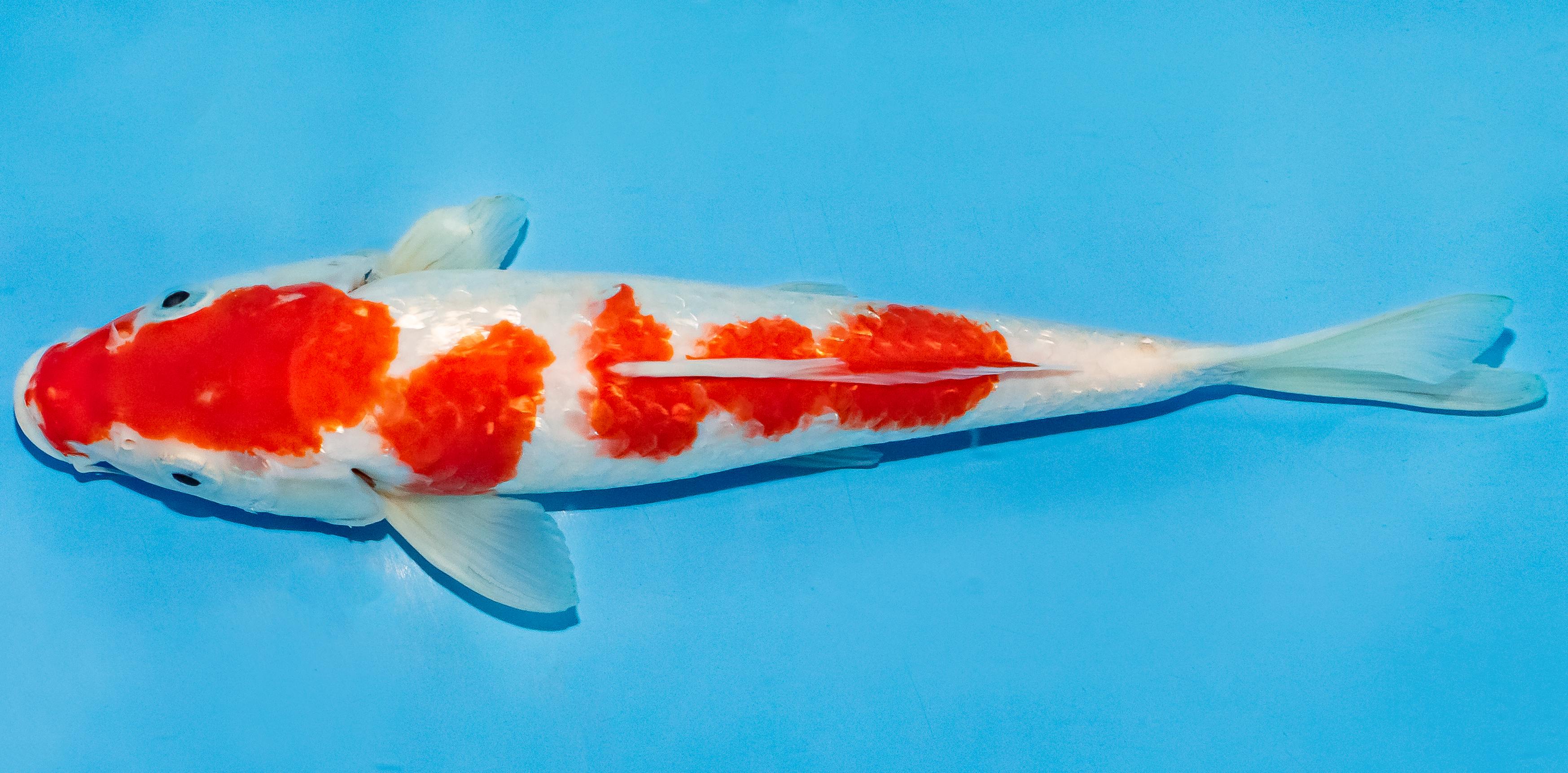 Koi 25-30cm Nr. 4215