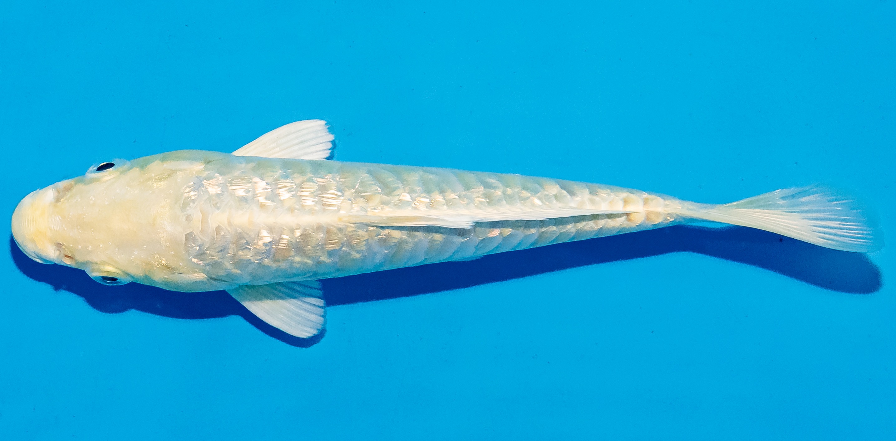 Koi 14-17cm Nr. 6186