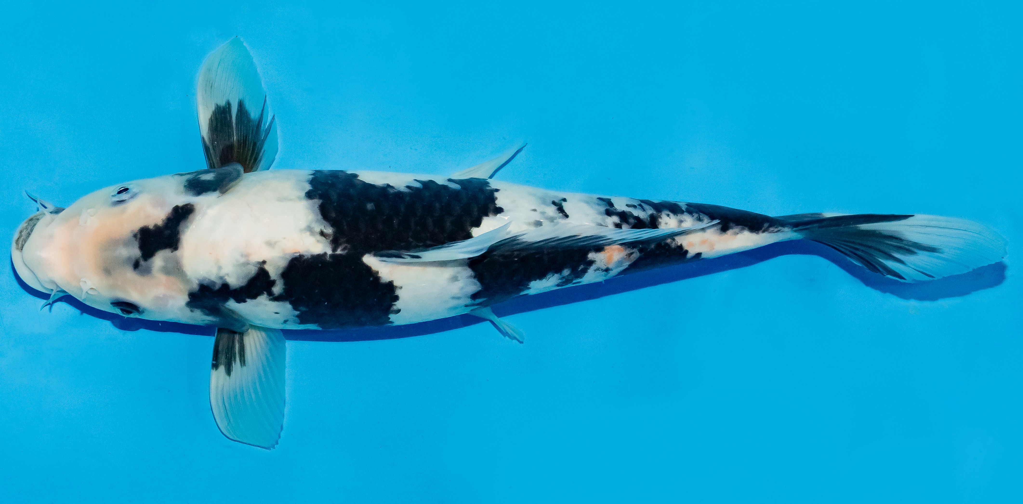 Koi 35-40cm Nr. 6751