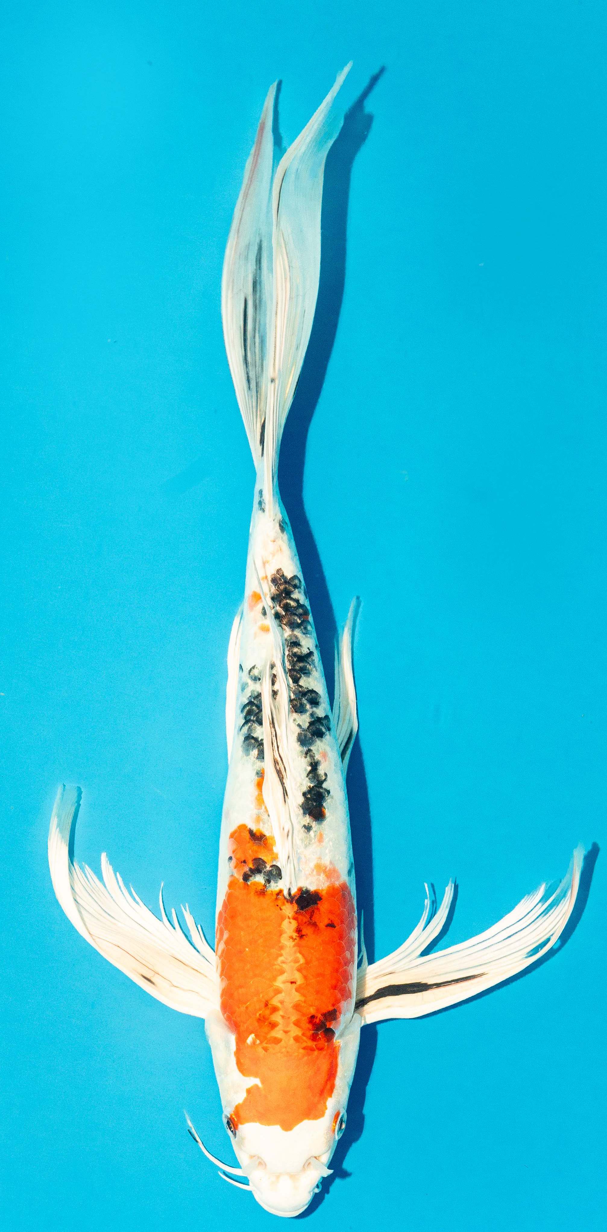 Butterfly Koi 35-40cm Nr. 4523