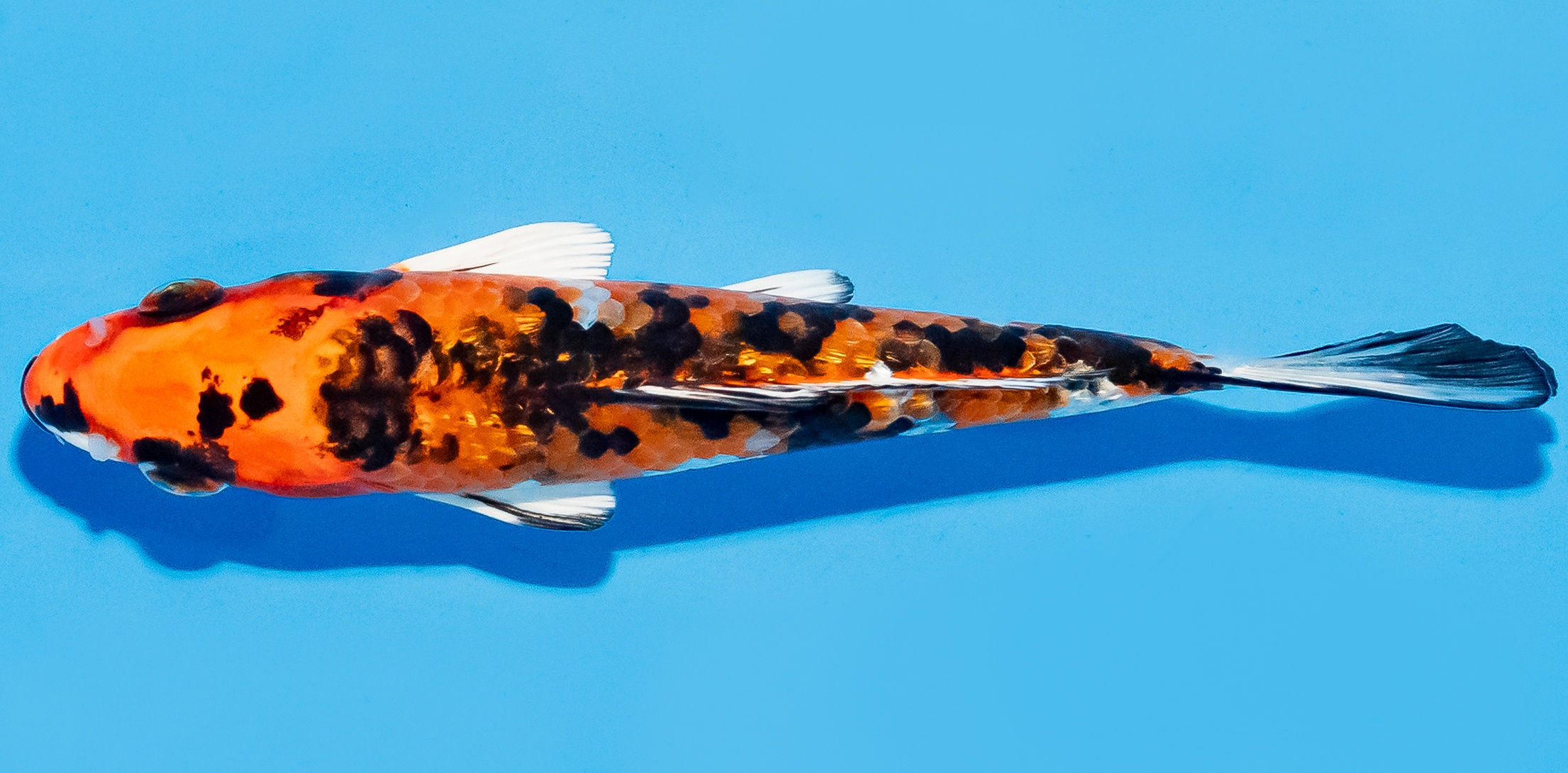 Koi 14-17cm Nr. 7035
