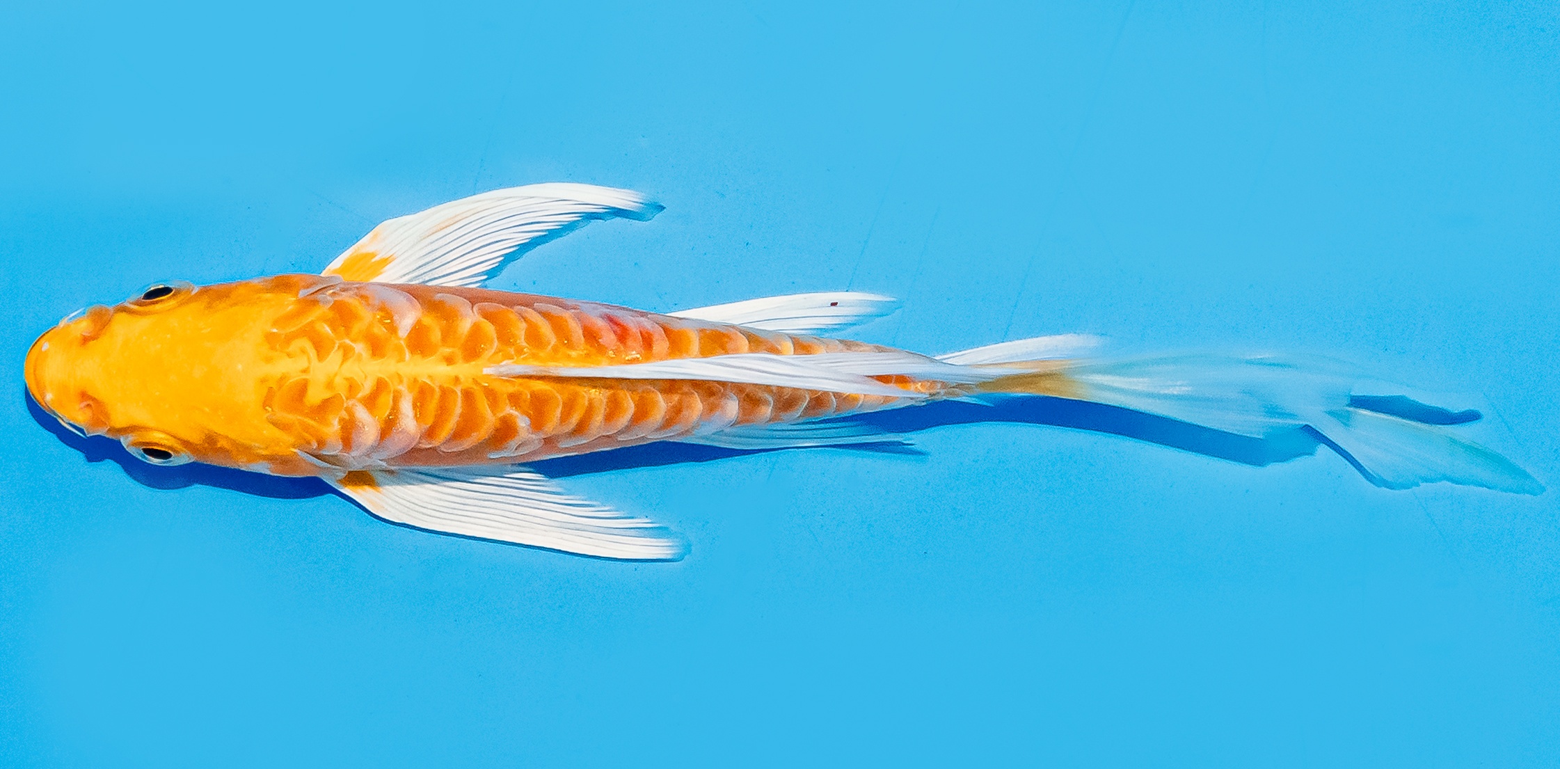 Butterfly Koi 14-17cm Nr. 5782