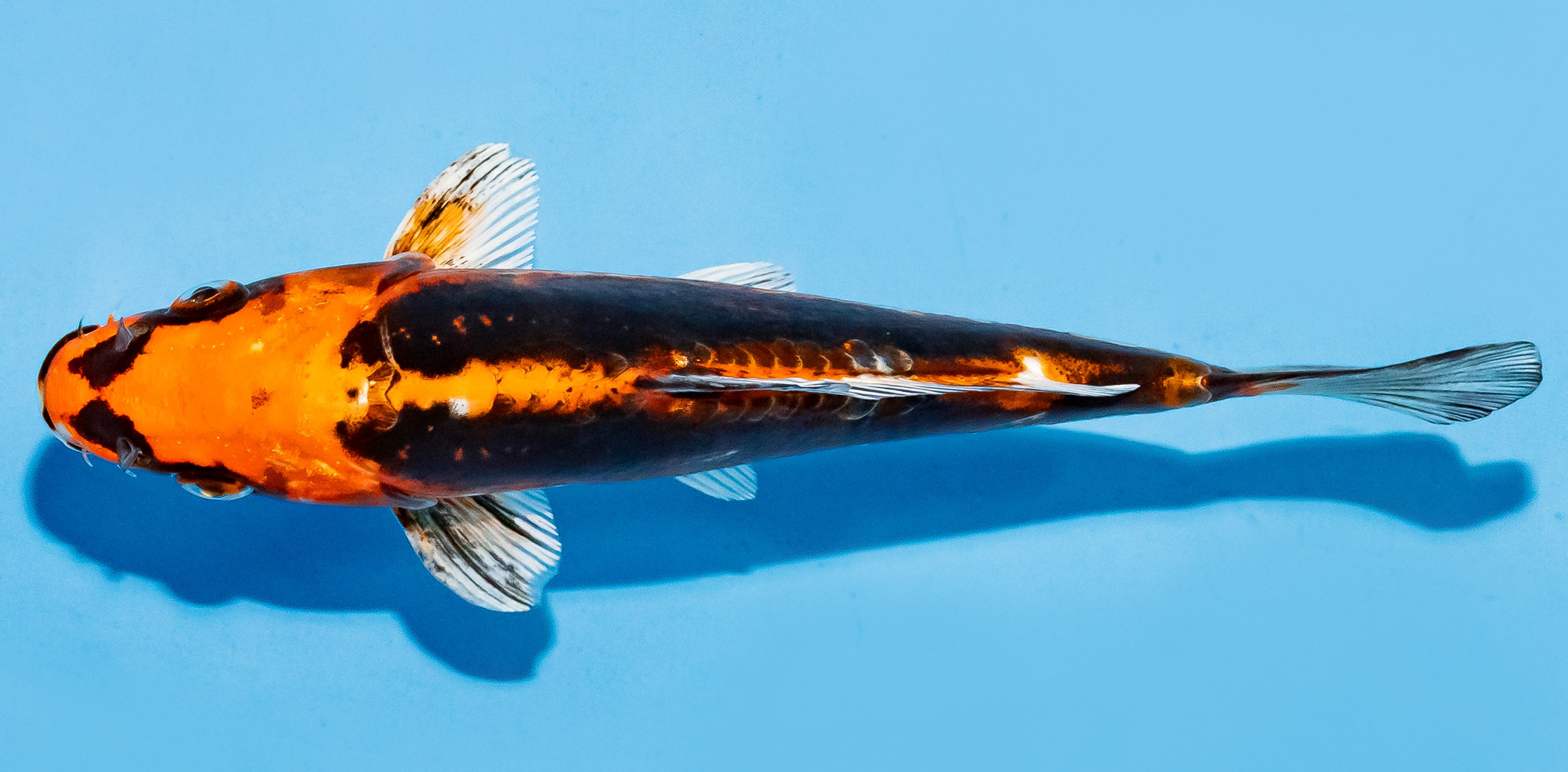 Koi 17-20cm Nr. 7809