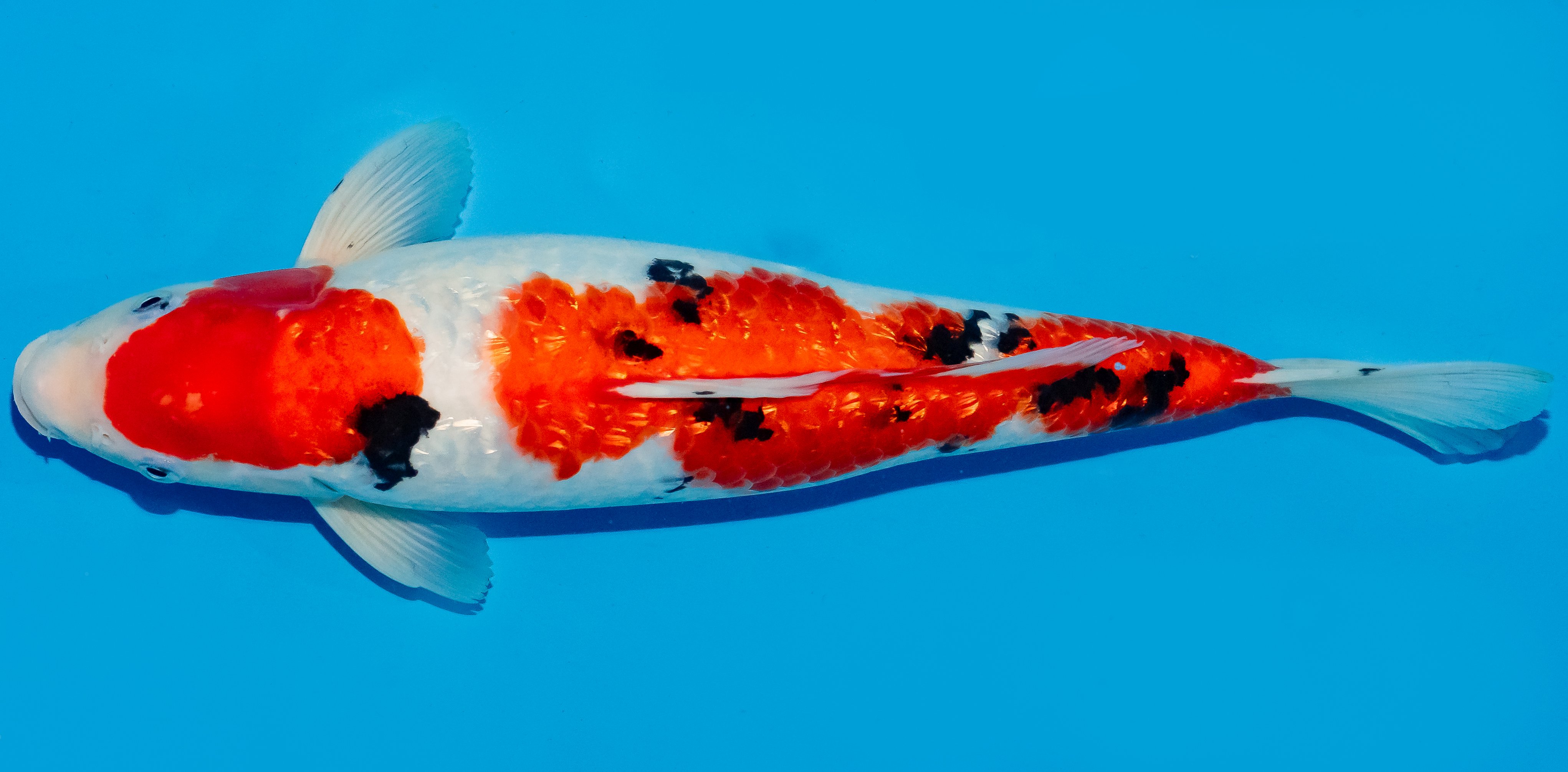 Koi 35-40cm Nr. 5008