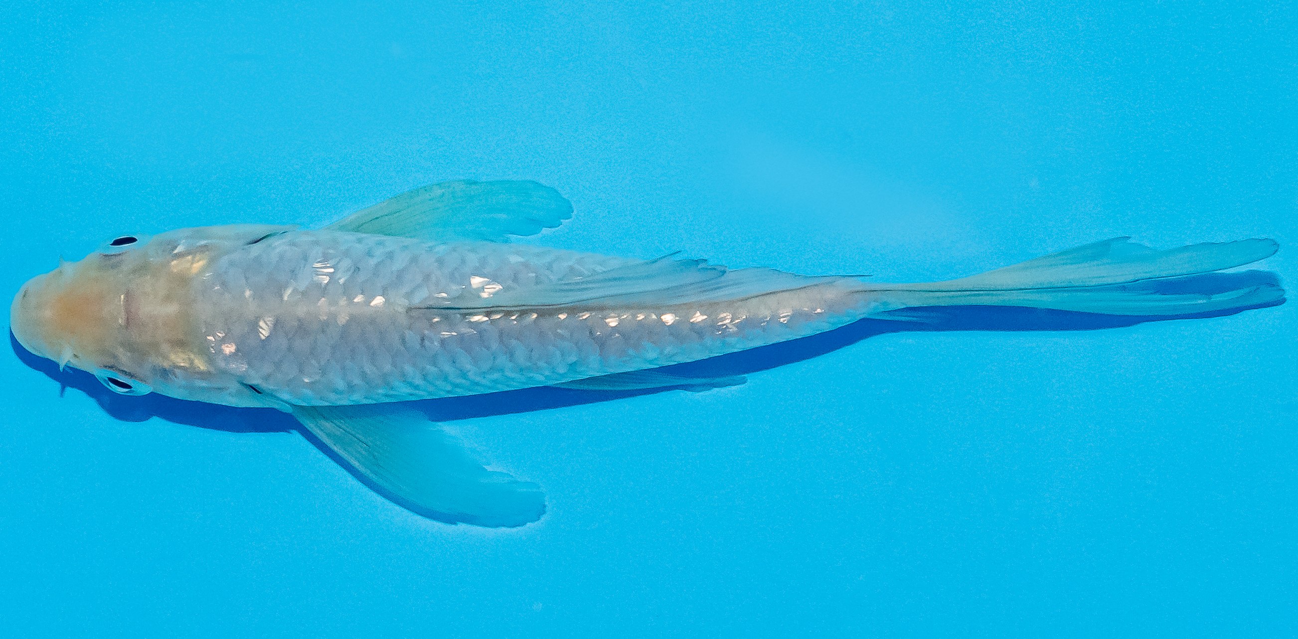 Butterfly Koi 14-17cm Nr. 2513