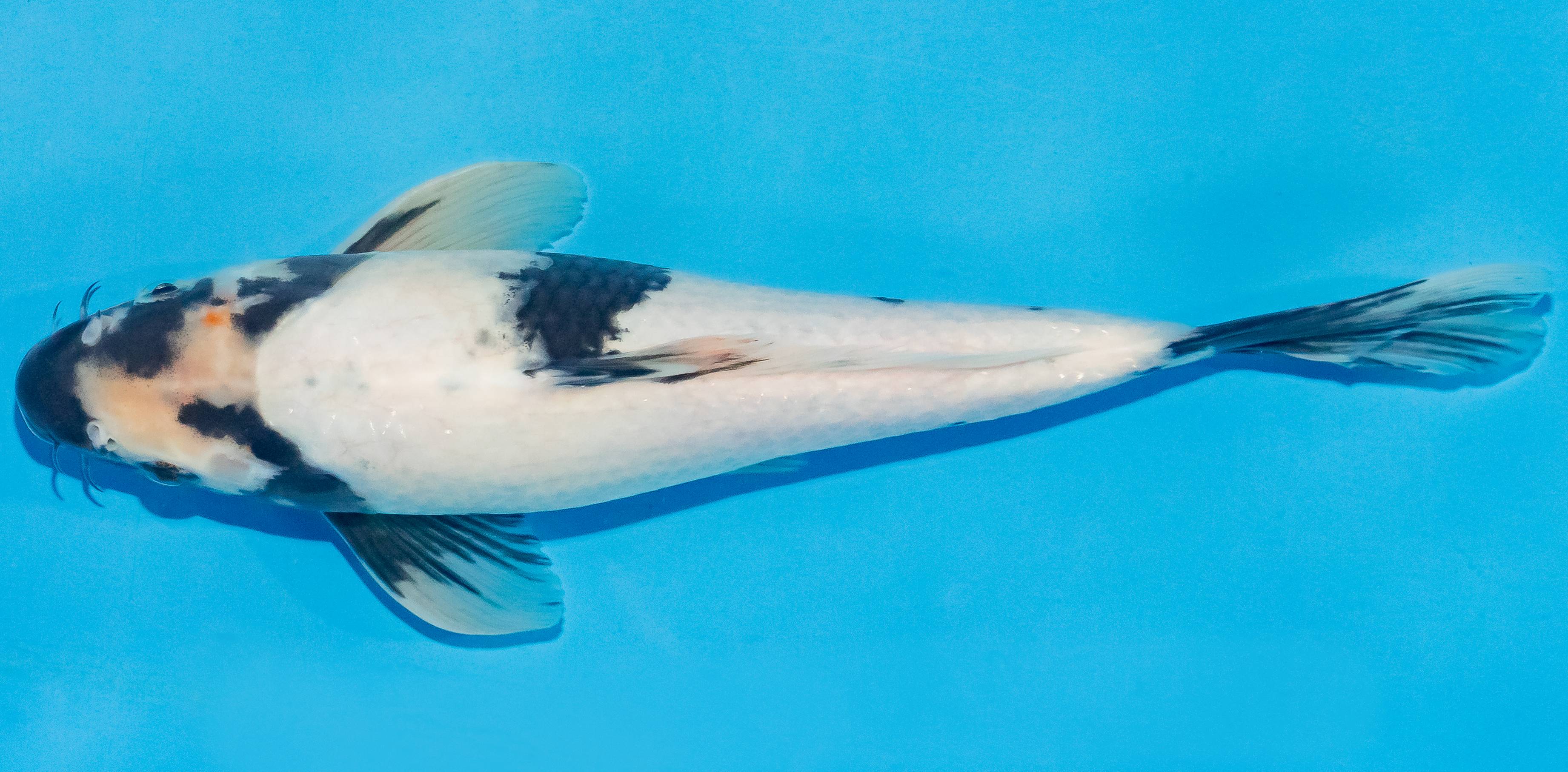 Koi 25-30cm Nr. 4220