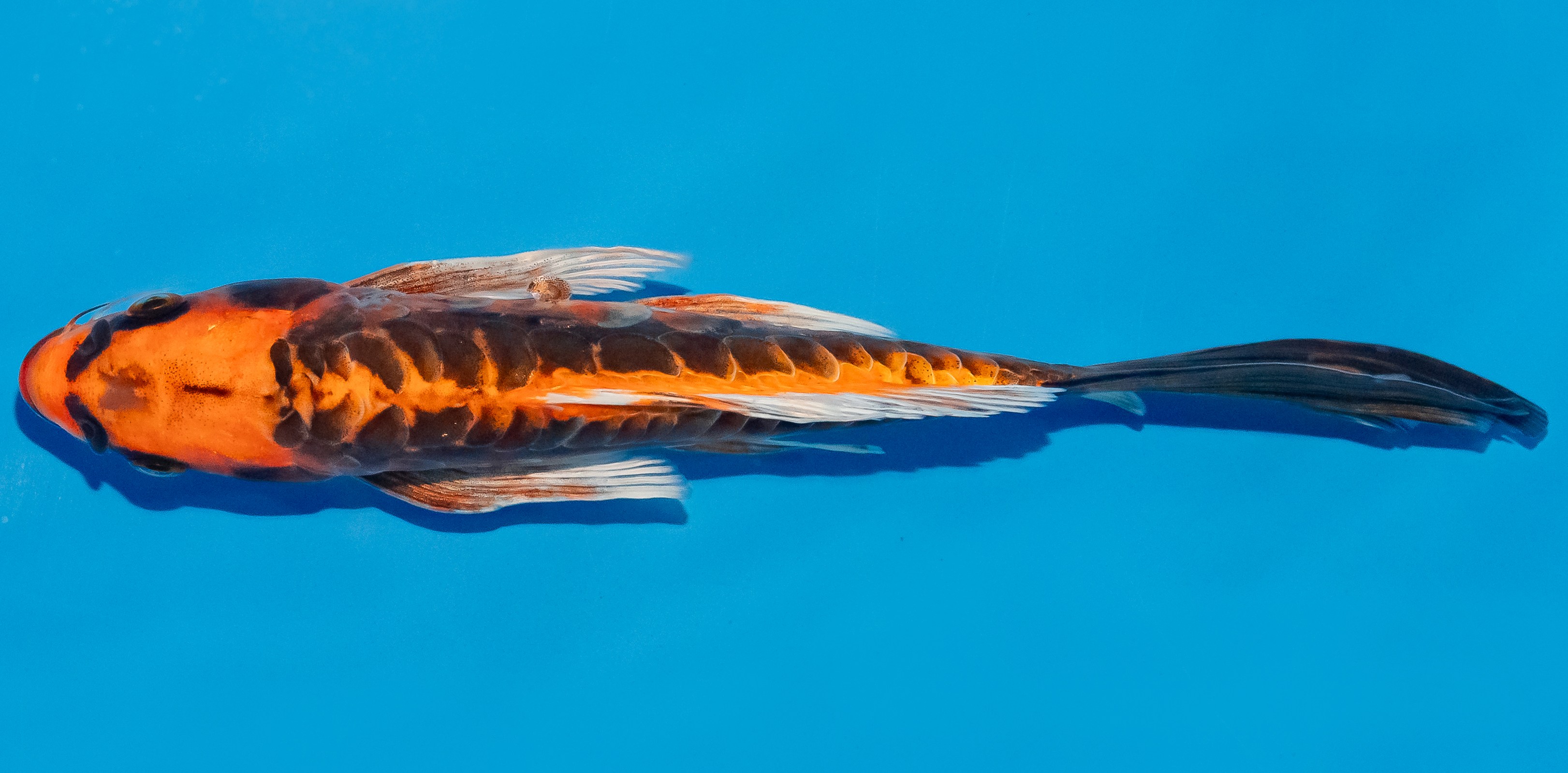 Butterfly Koi 20-25cm Nr. 3410