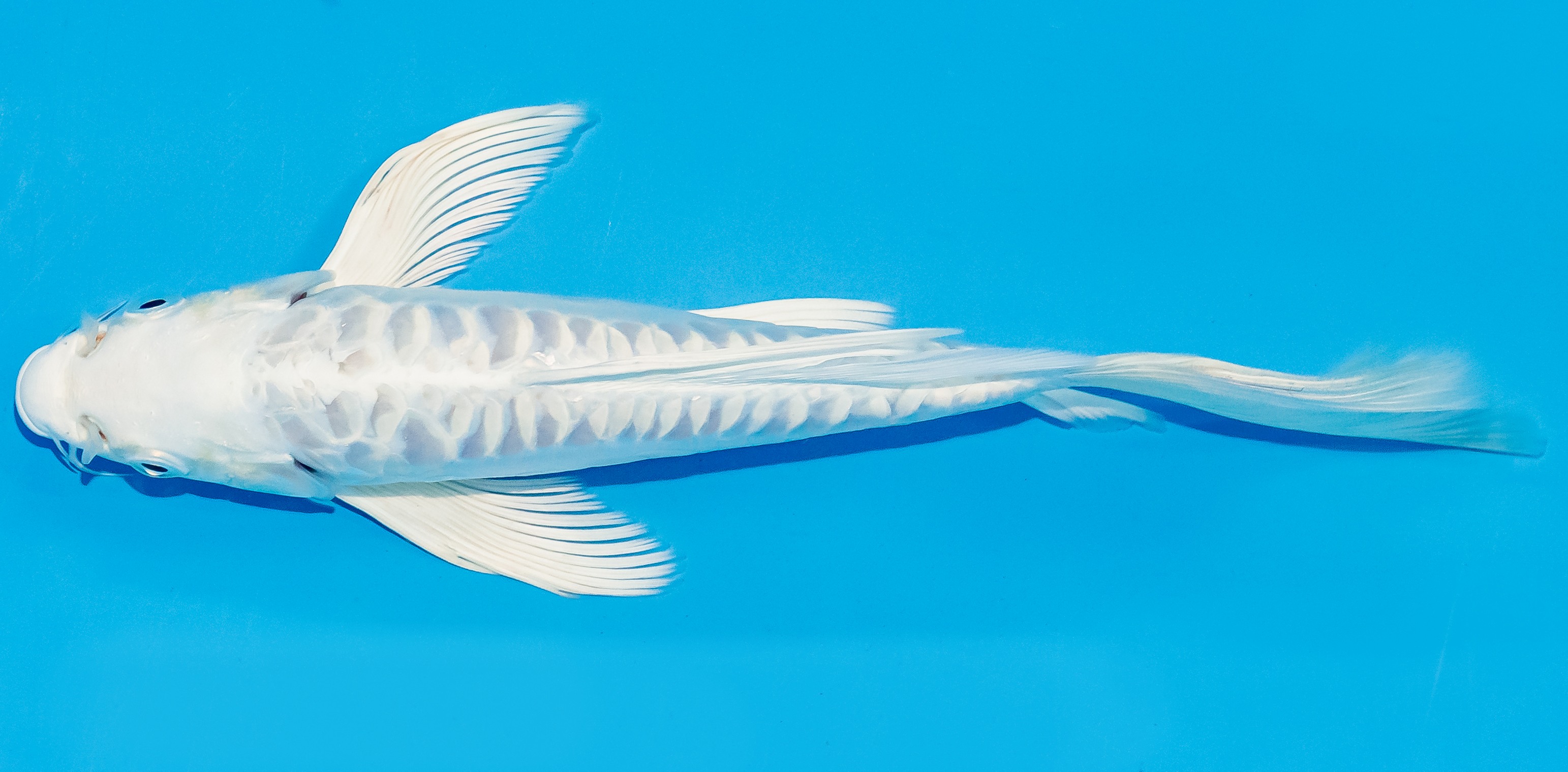 Butterfly Koi 20-25cm Nr. 3353