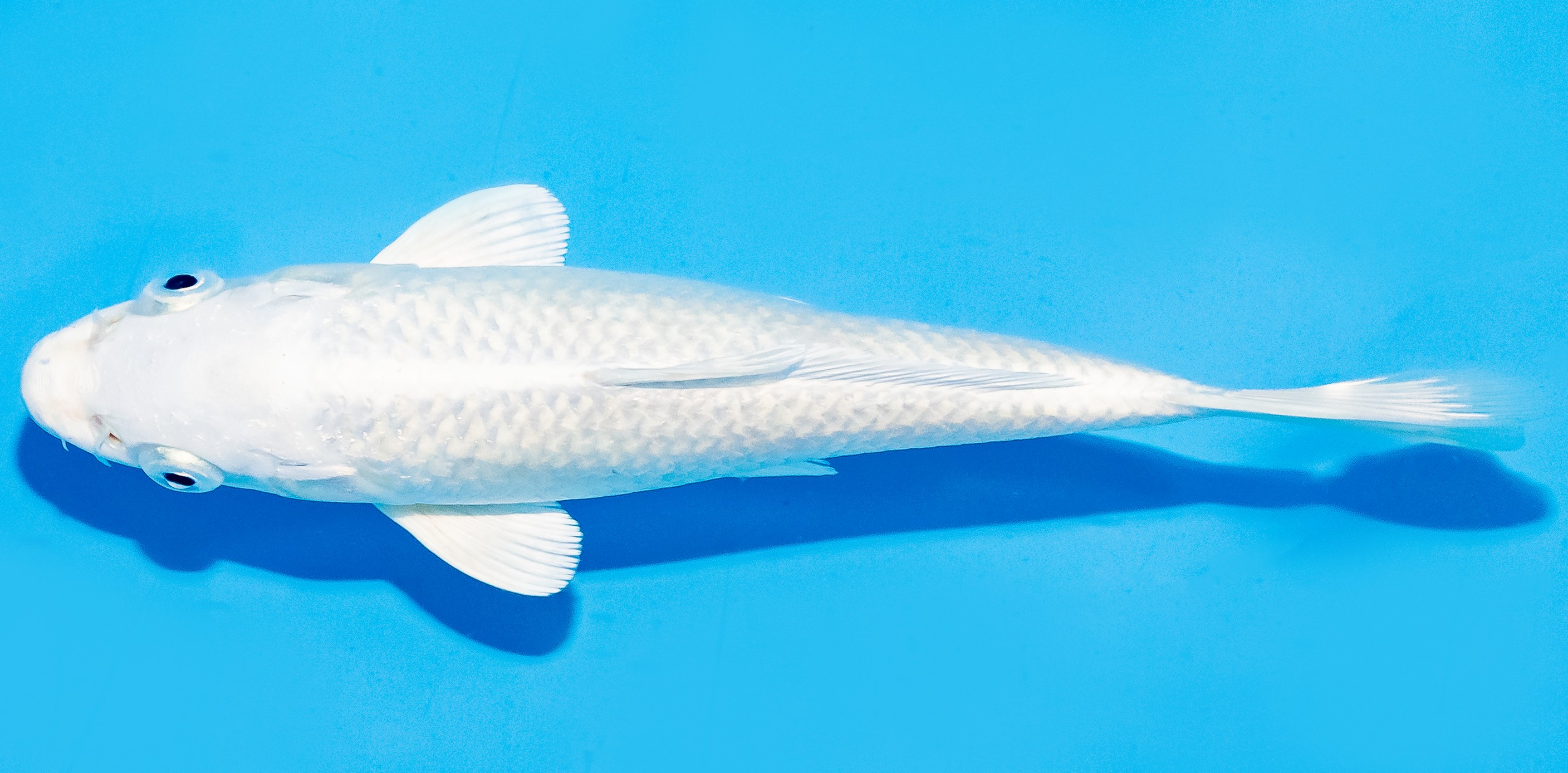 Koi 17-20cm Nr. 7143