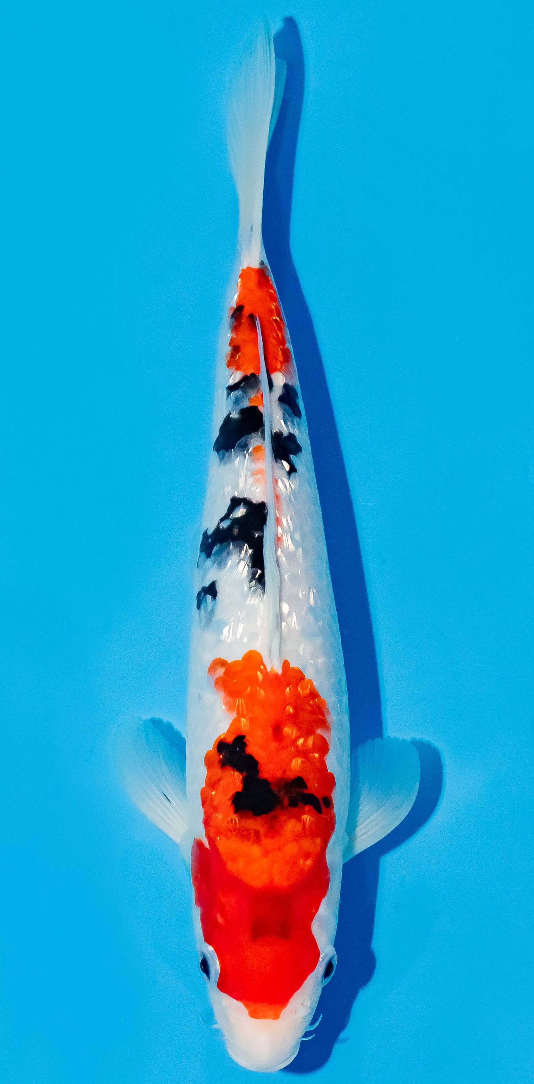 Koi 25-30cm Nr. 6251