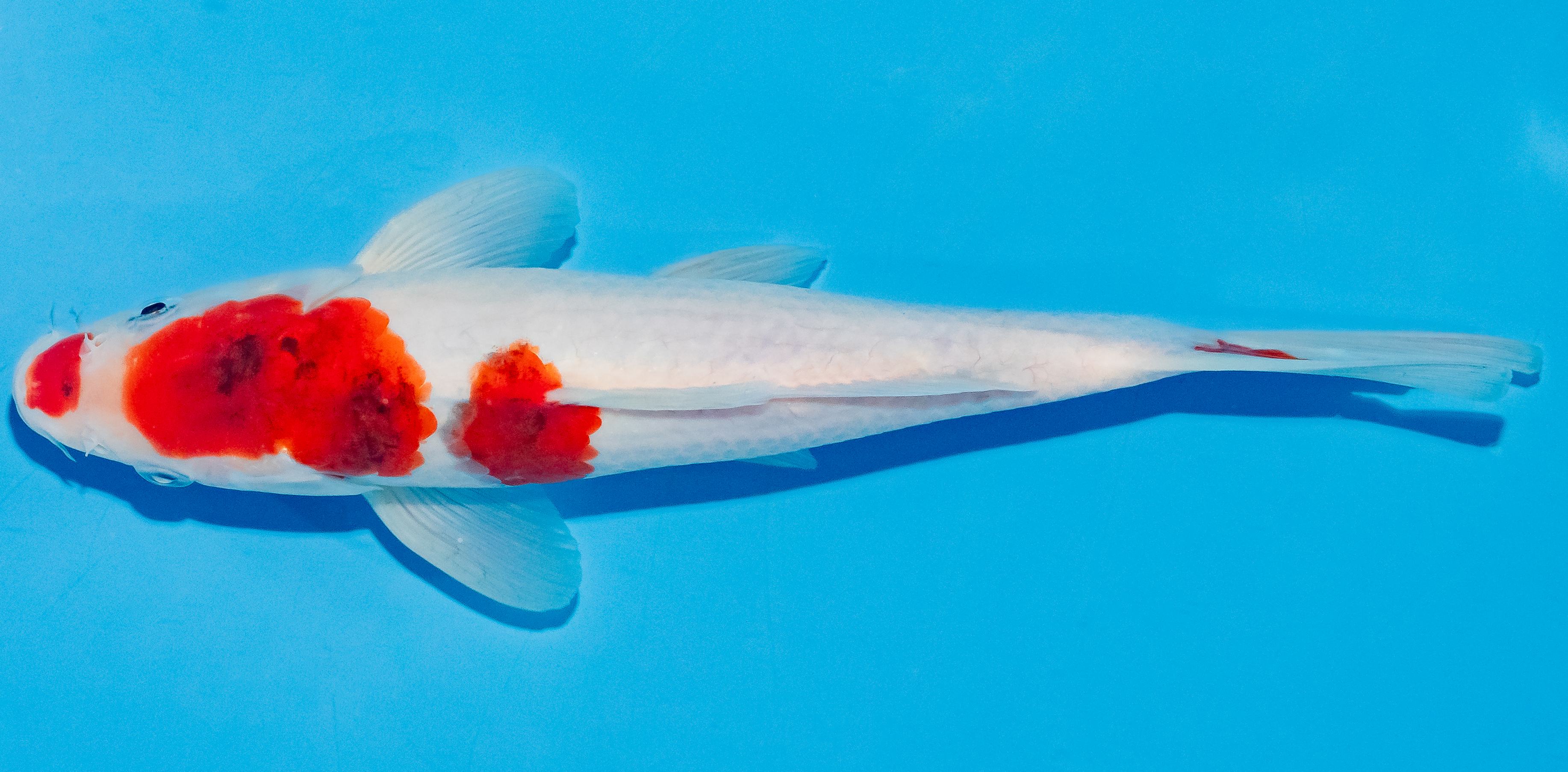 Koi 25-30cm Nr. 4213