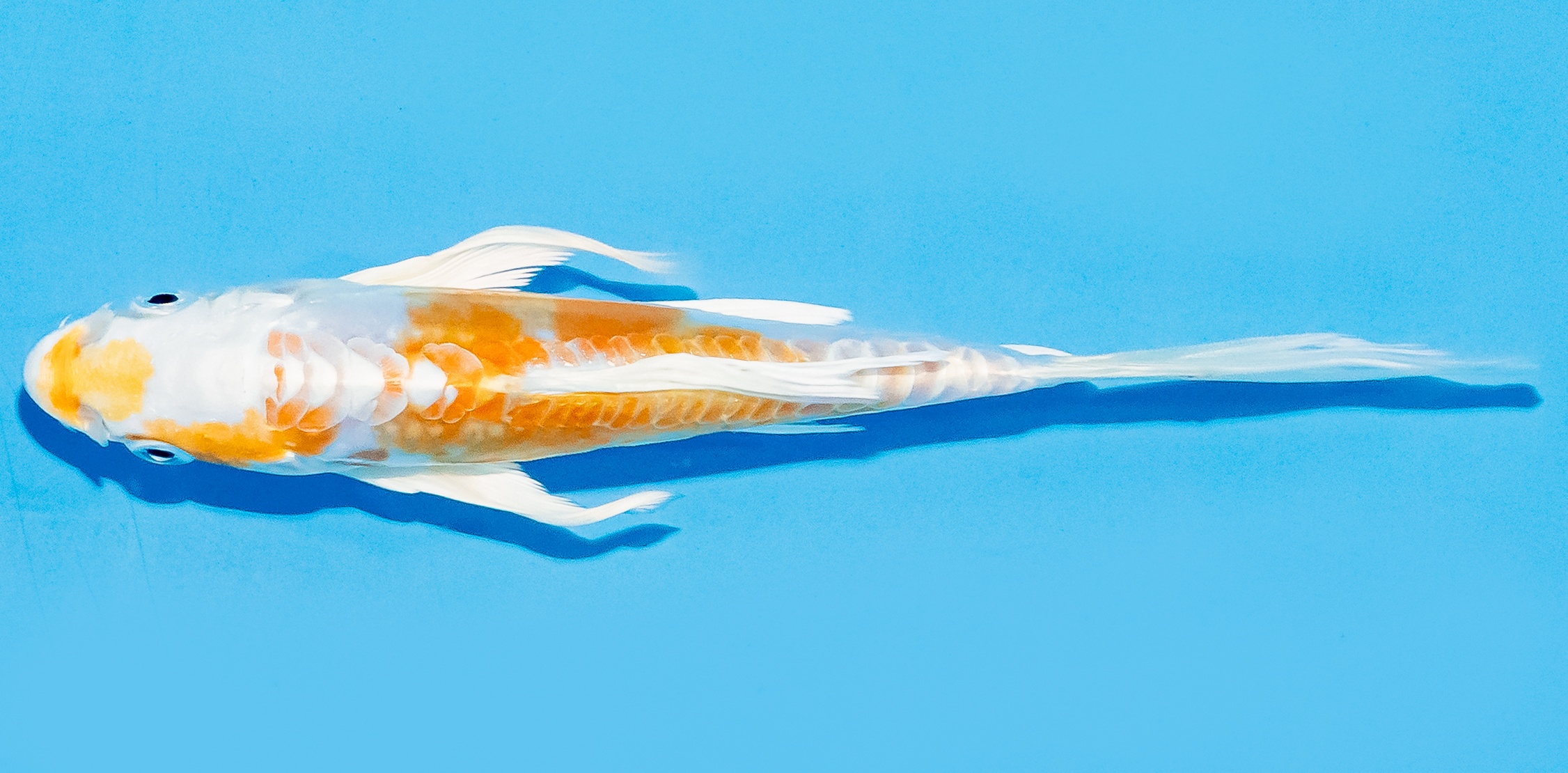 Butterfly Koi 14-17cm Nr. 7404