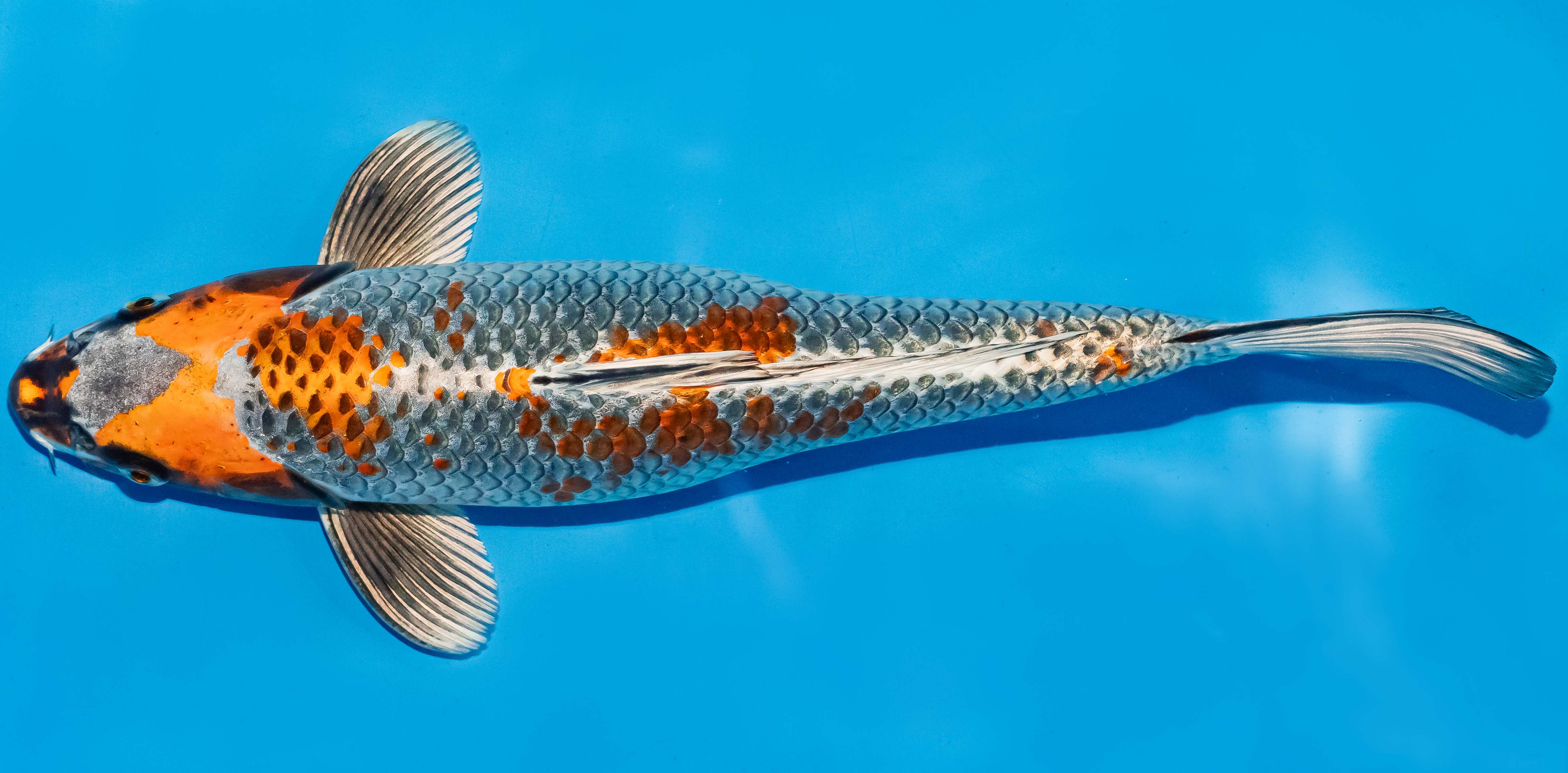 Koi 35-40cm Nr. 6738