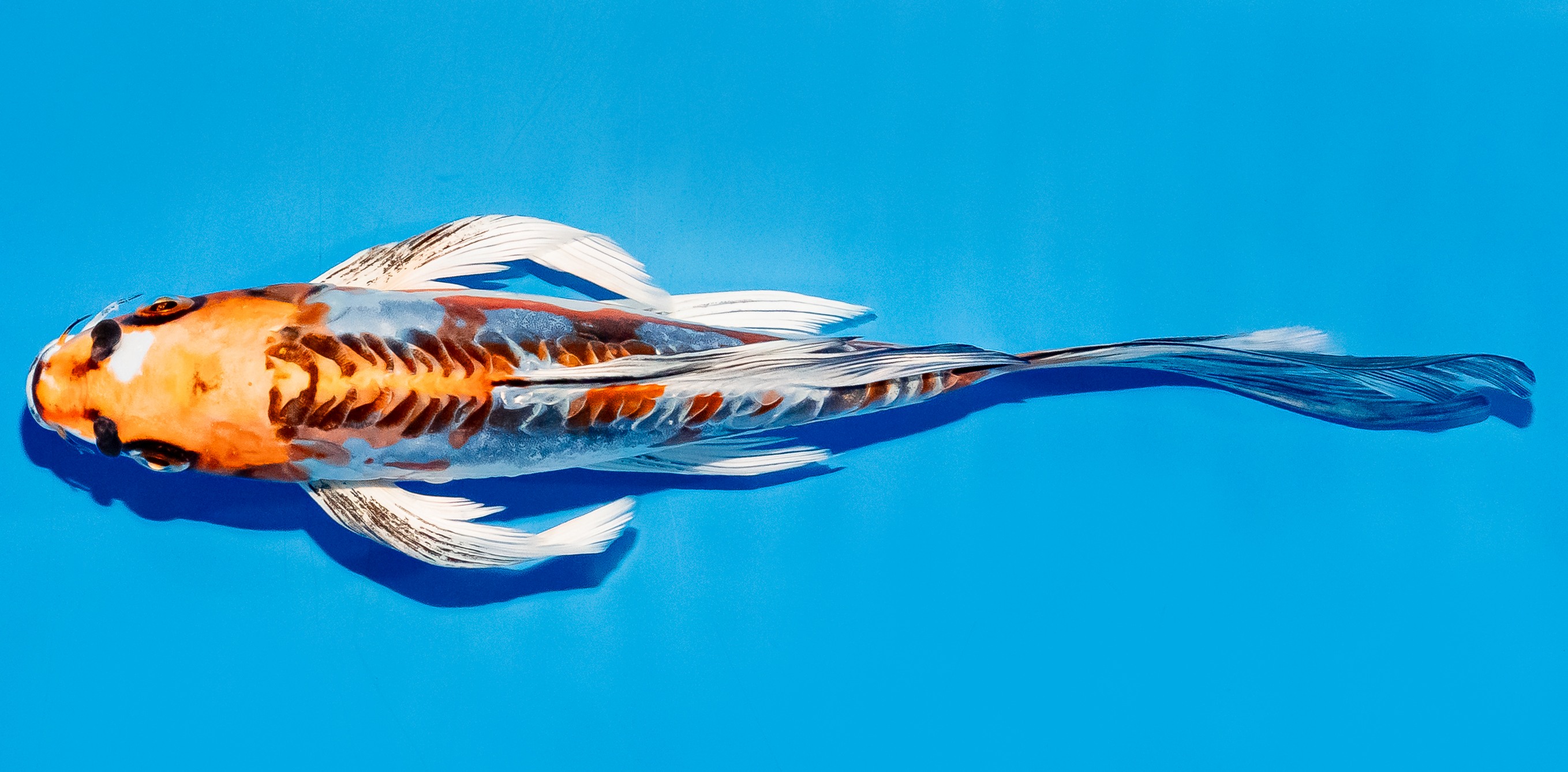 Butterfly Koi 20-25cm Nr. 5498