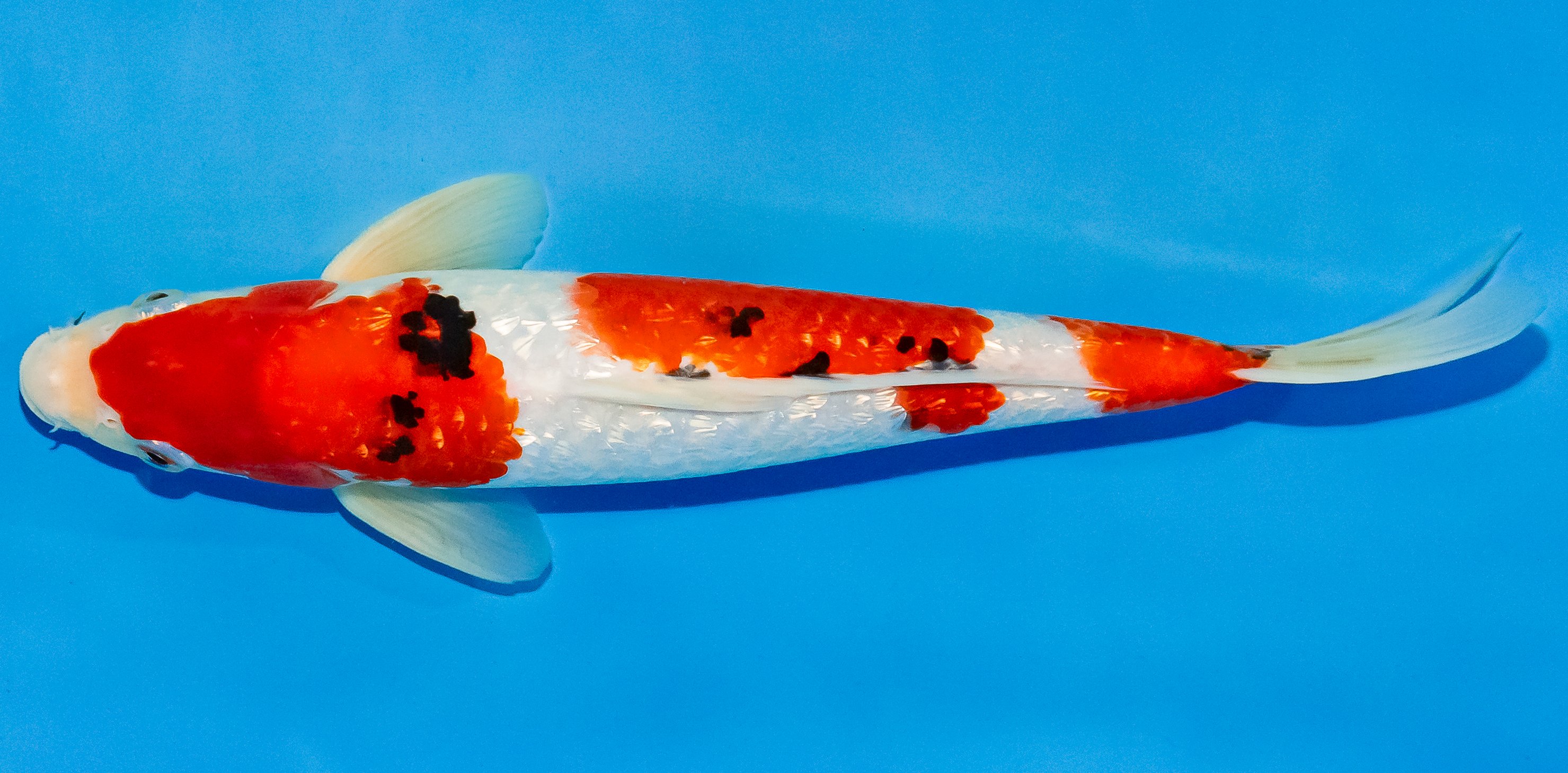Koi 30-35cm Nr. 3719