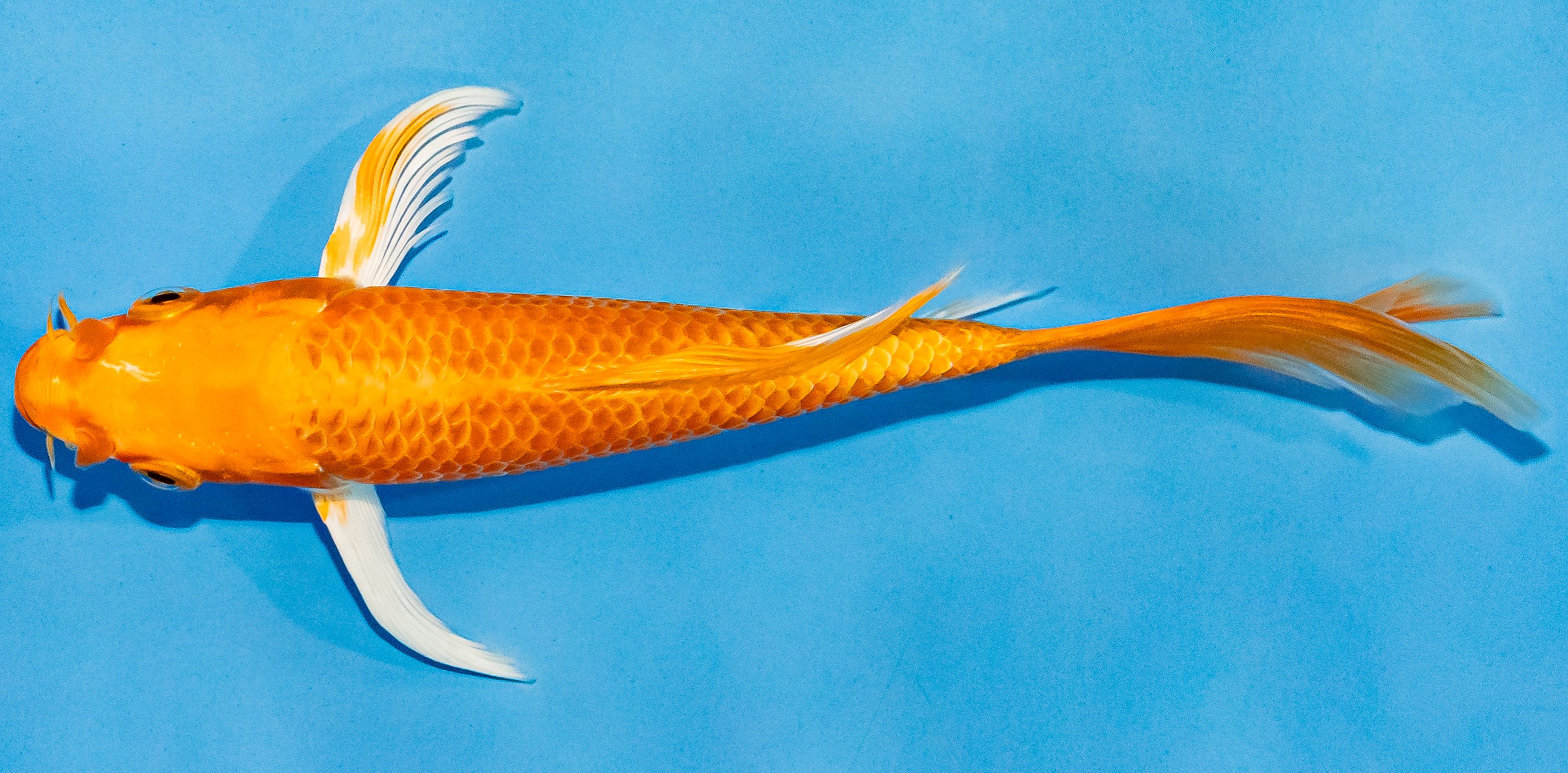 Butterfly Koi 14-17cm Nr. 3755
